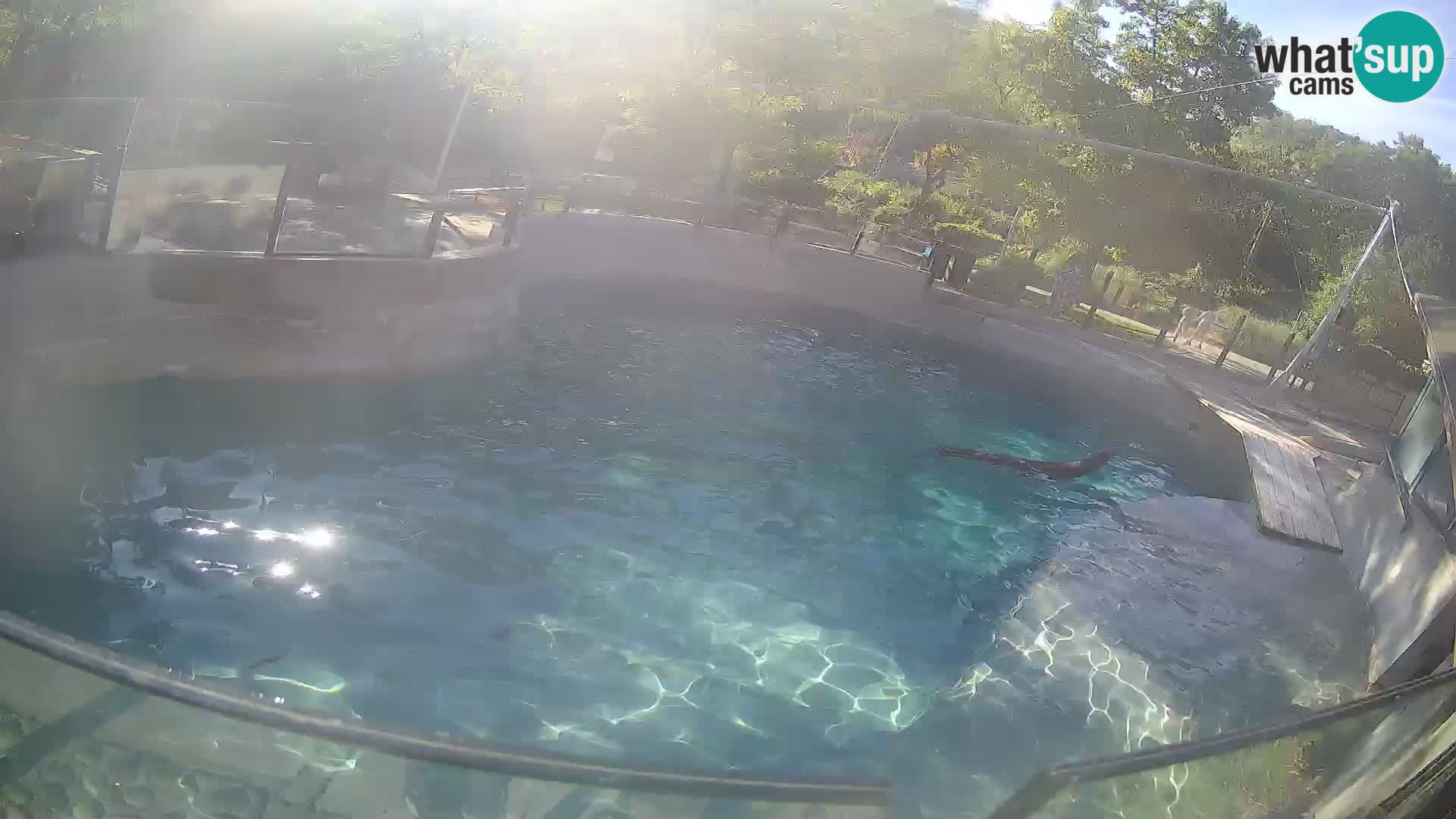 Zoo Zagreb – Kalifornischer Seelöwe