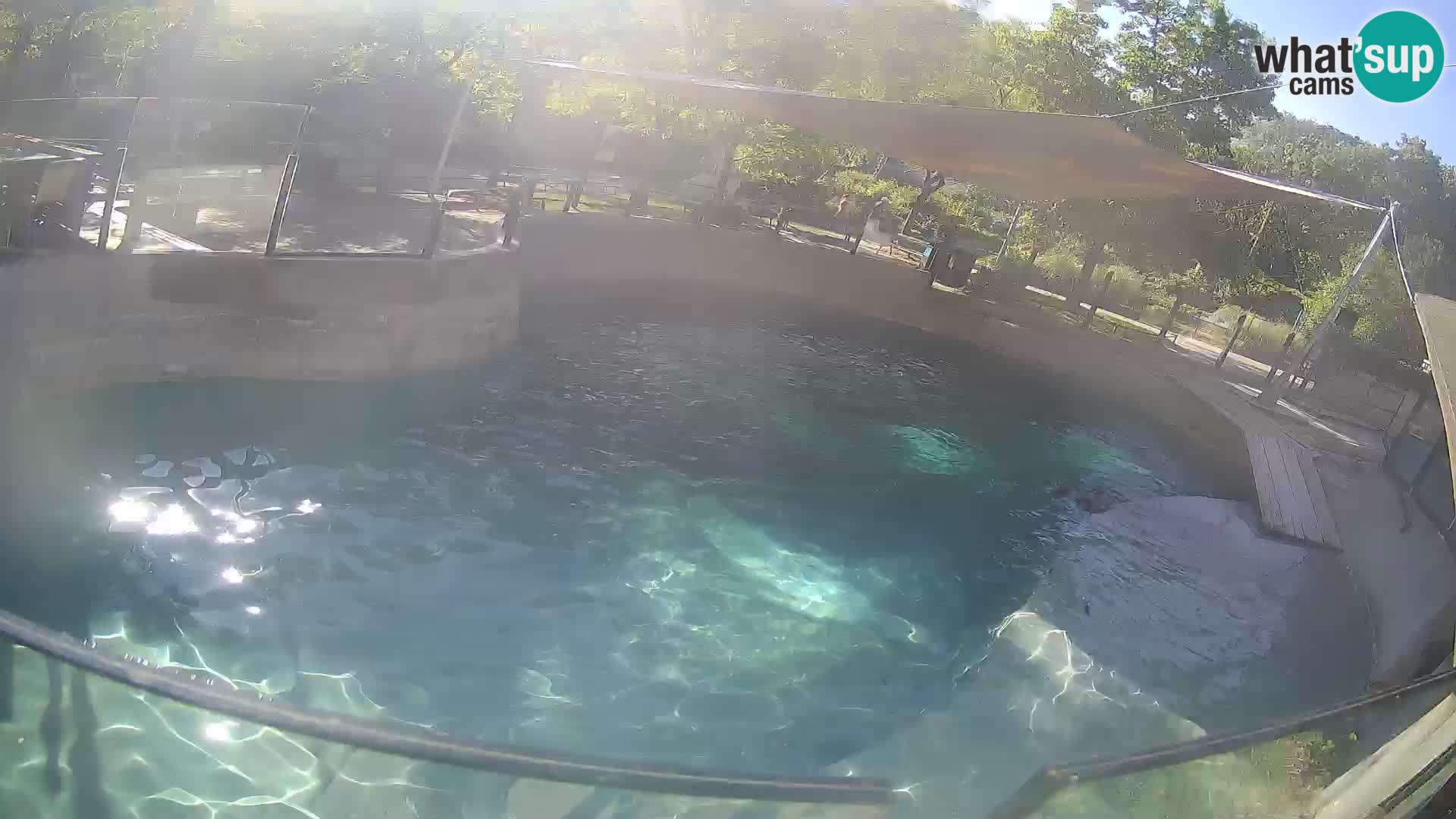 Zoo Zagreb – Otarie de Californie