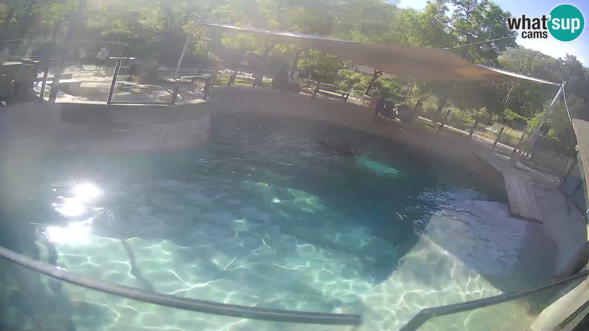 Zoo Zagreb – California Sea Lion
