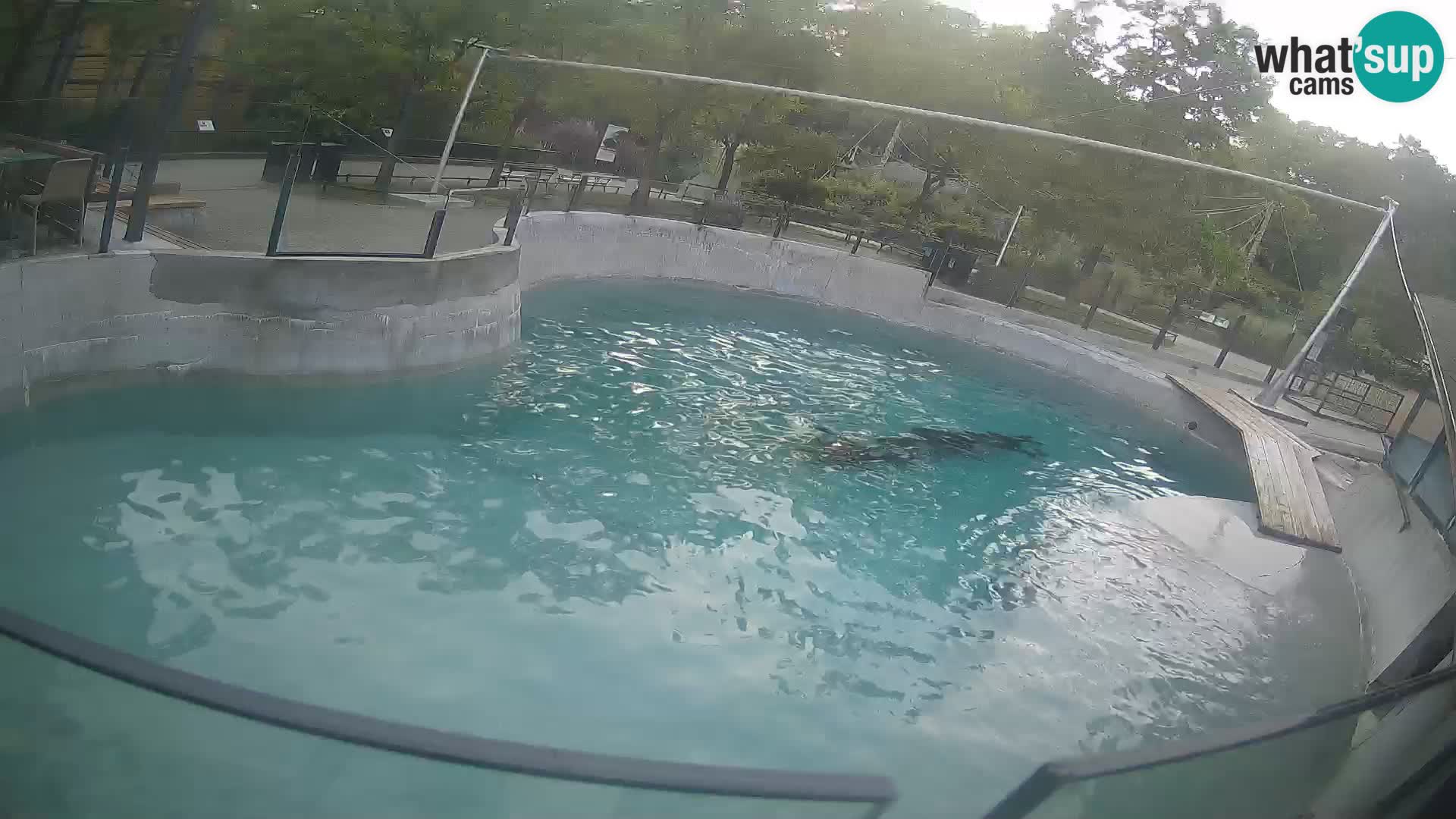 Zoo Zagreb – Kalifornijski morski lav