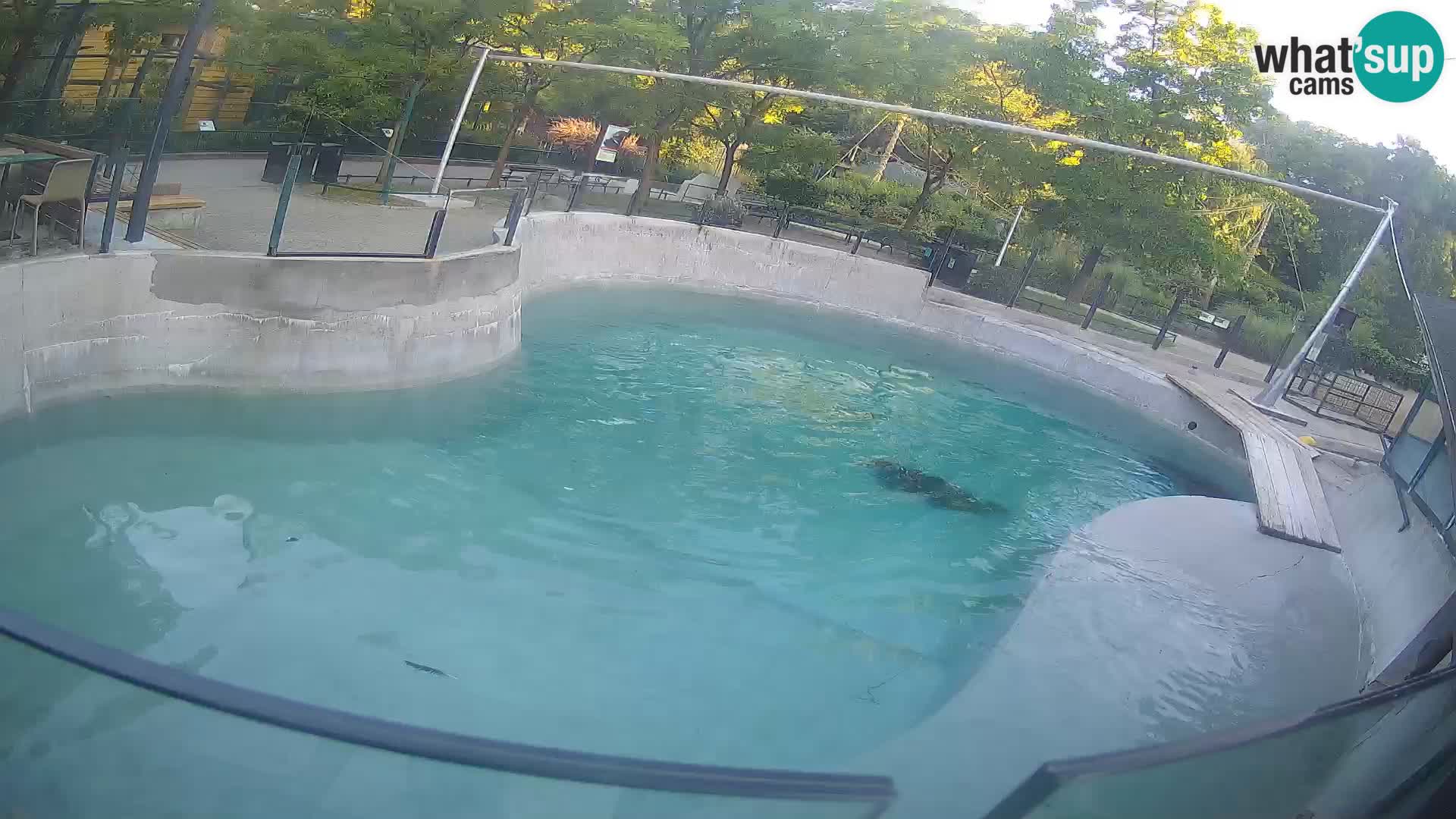 Zoo Zagreb – California Sea Lion