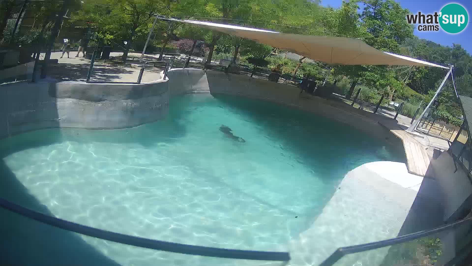 Zoo Zagreb – Kalifornischer Seelöwe