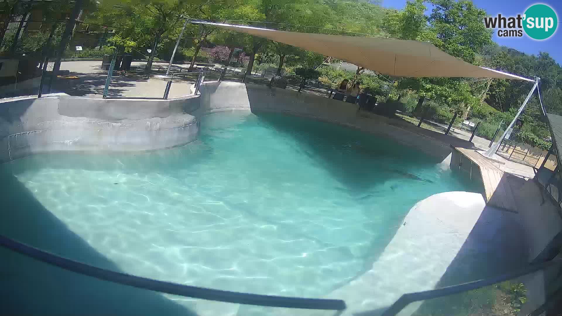 Zoo Zagreb – California Sea Lion