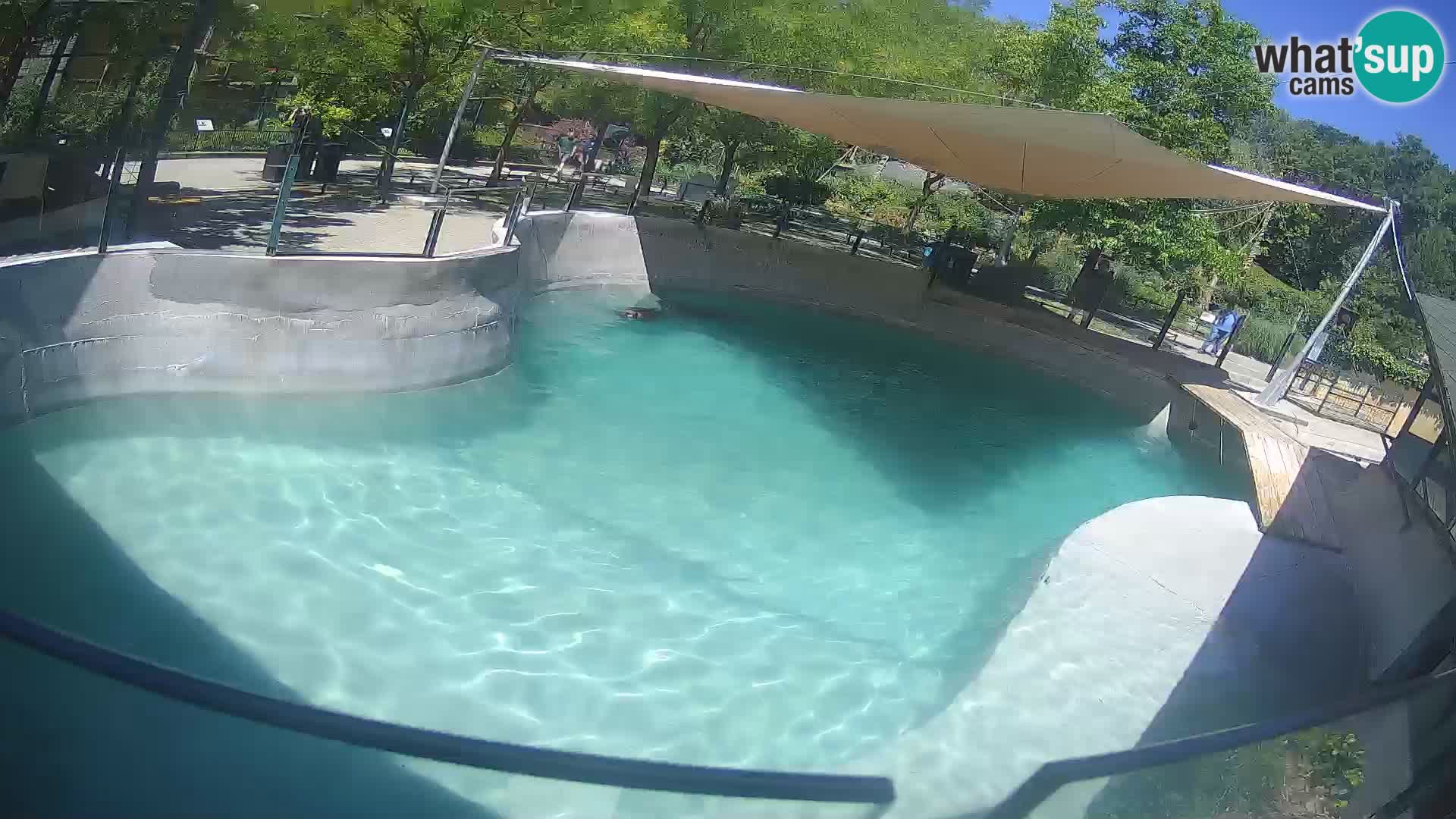 Zoo Zagreb – California Sea Lion