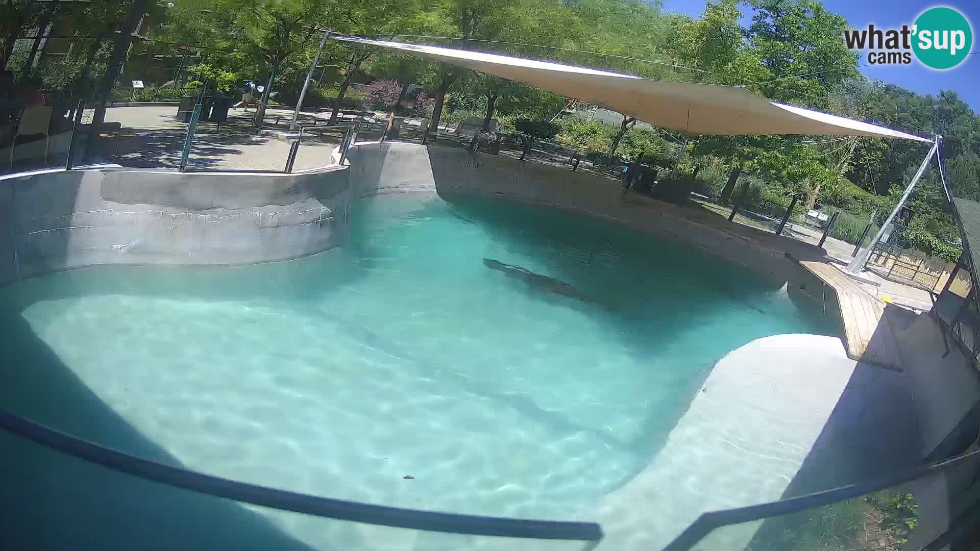 Zoo Zagreb – Kalifornijski morski lev