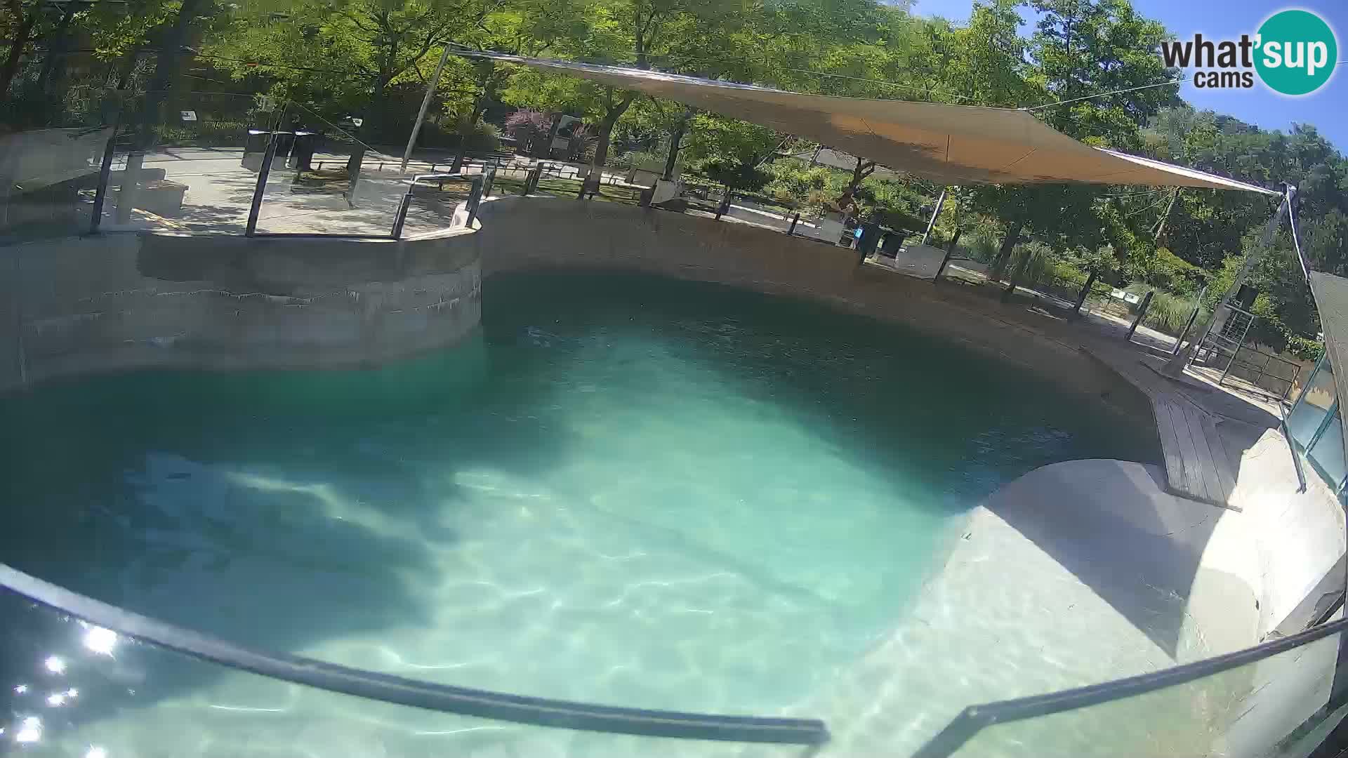 Zoo Zagreb – California Sea Lion