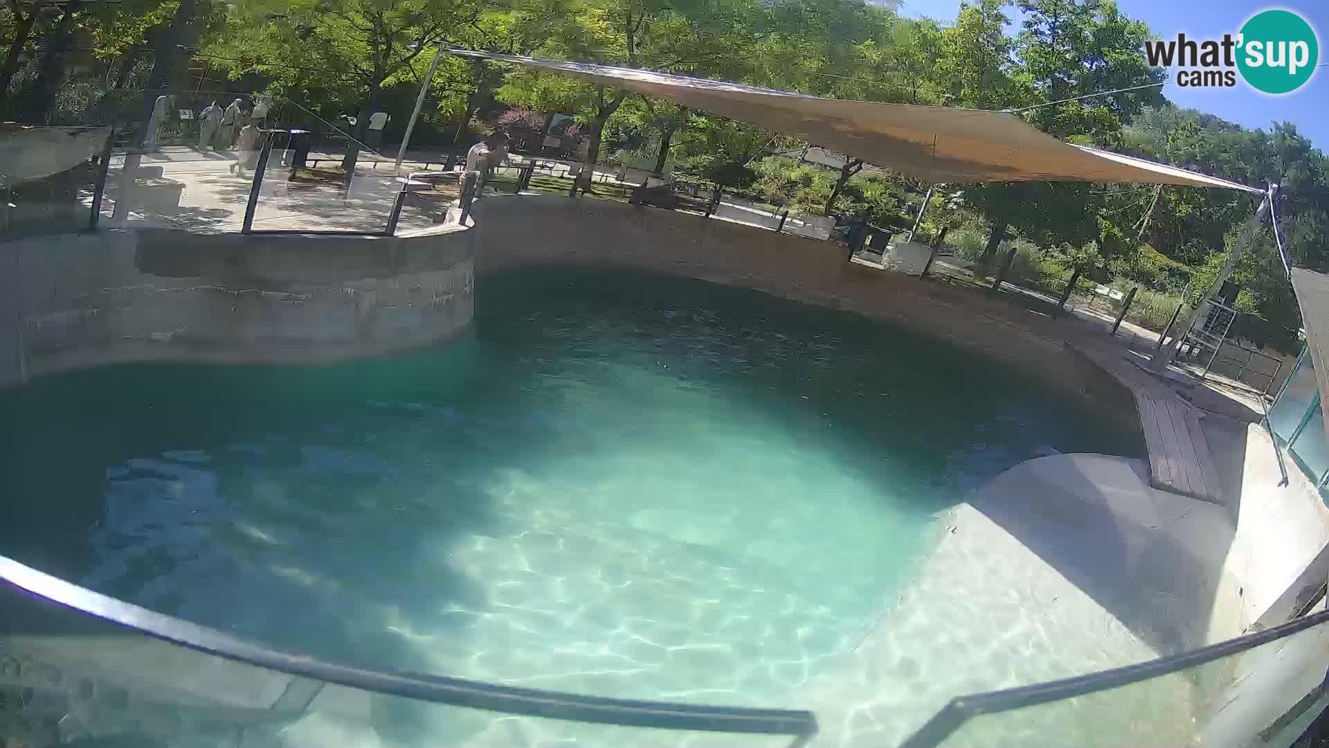 Zoo Zagreb – Kalifornijski morski lav