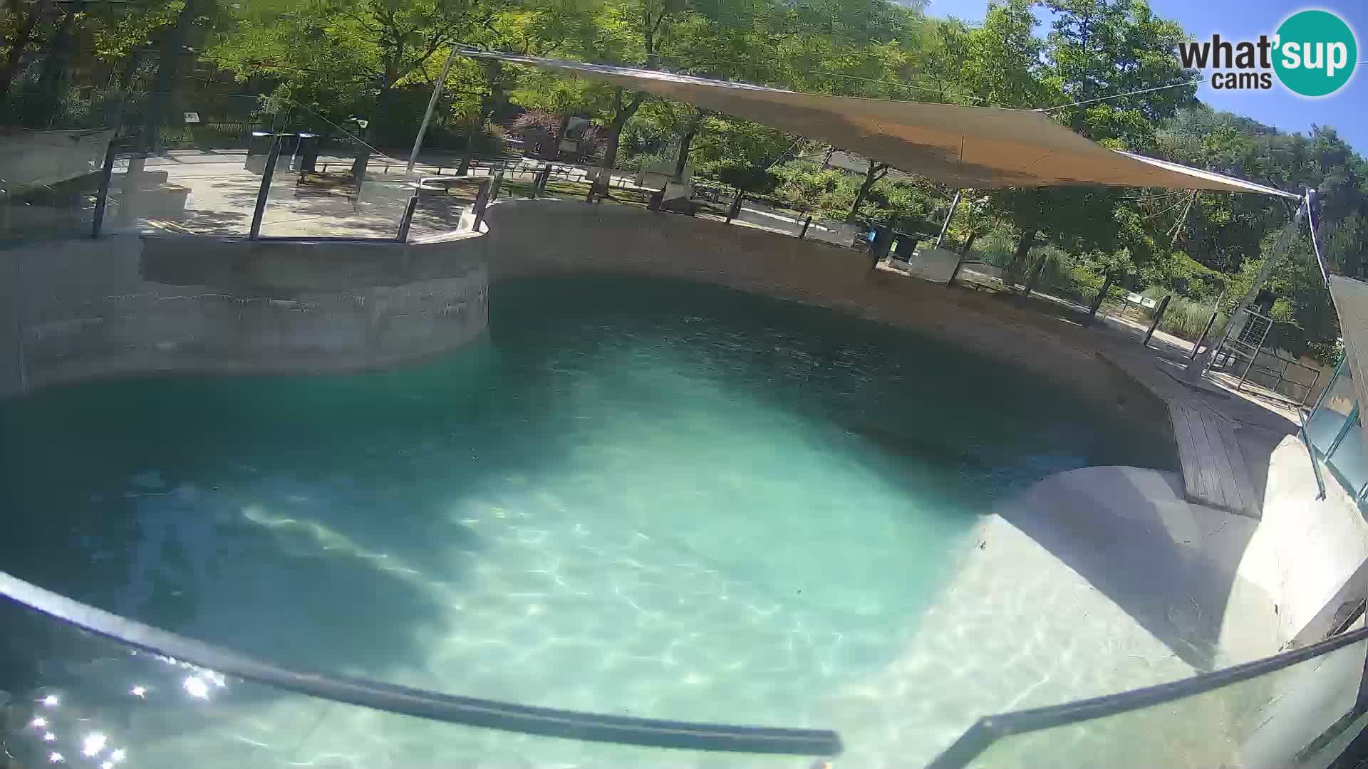 Zoo Zagreb – Kalifornischer Seelöwe
