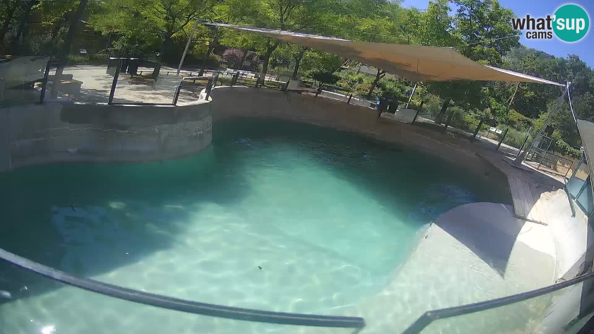 Zoo Zagreb – Kalifornischer Seelöwe