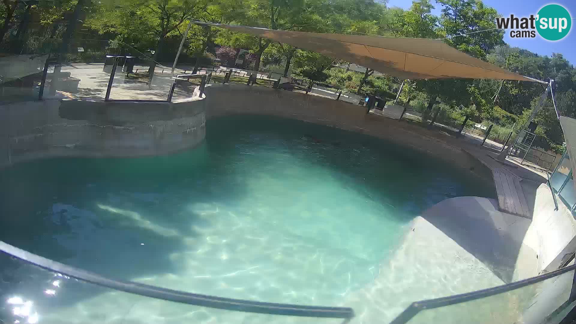 Zoo Zagreb – Kalifornijski morski lav