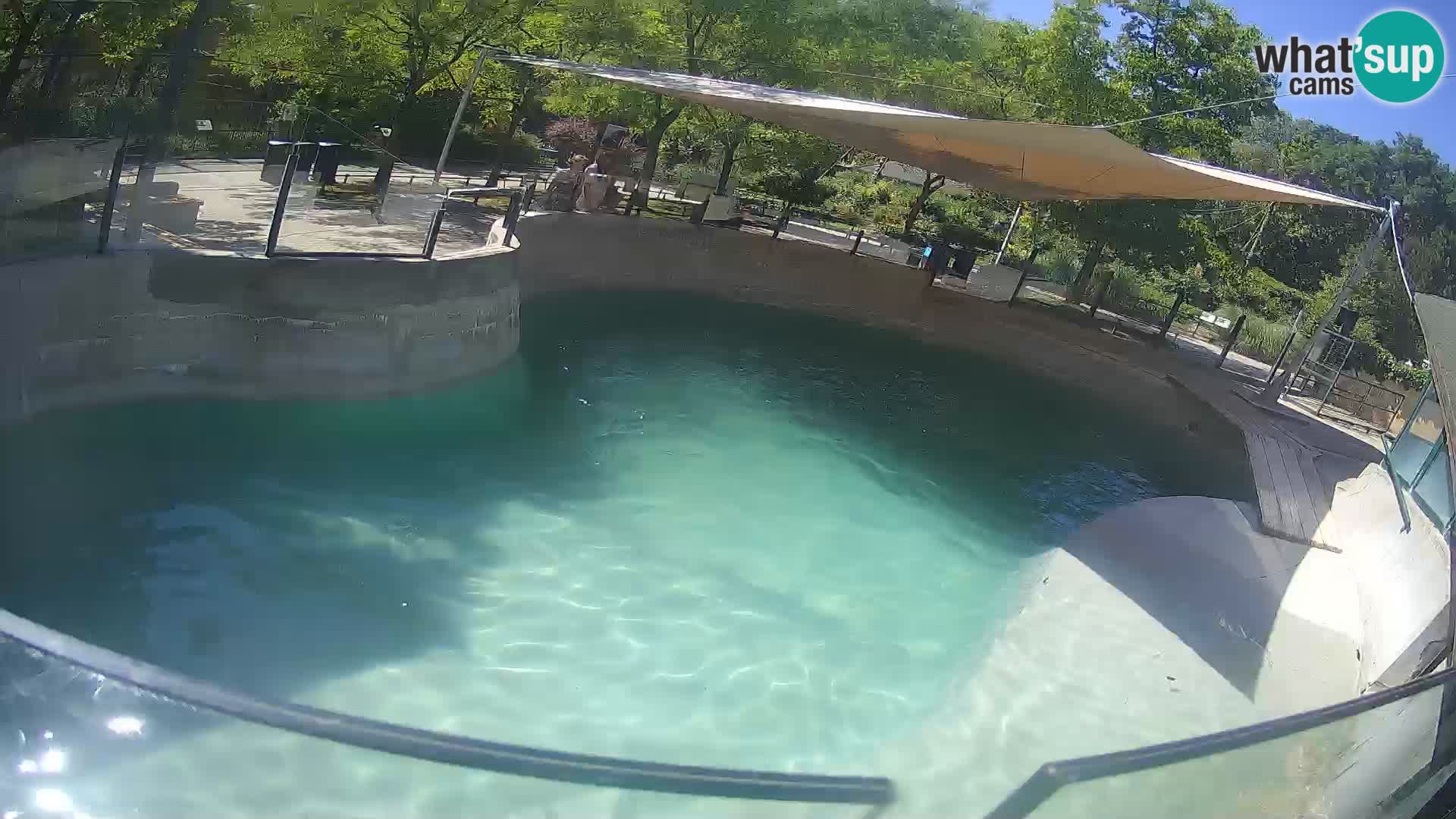 Zoo Zagreb – Kalifornischer Seelöwe