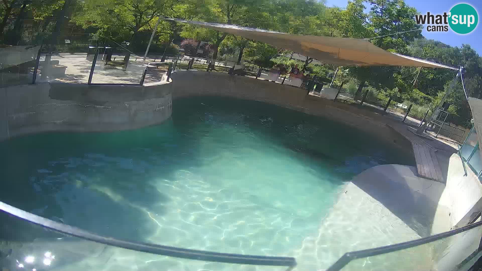 Zoo Zagreb – Kalifornischer Seelöwe