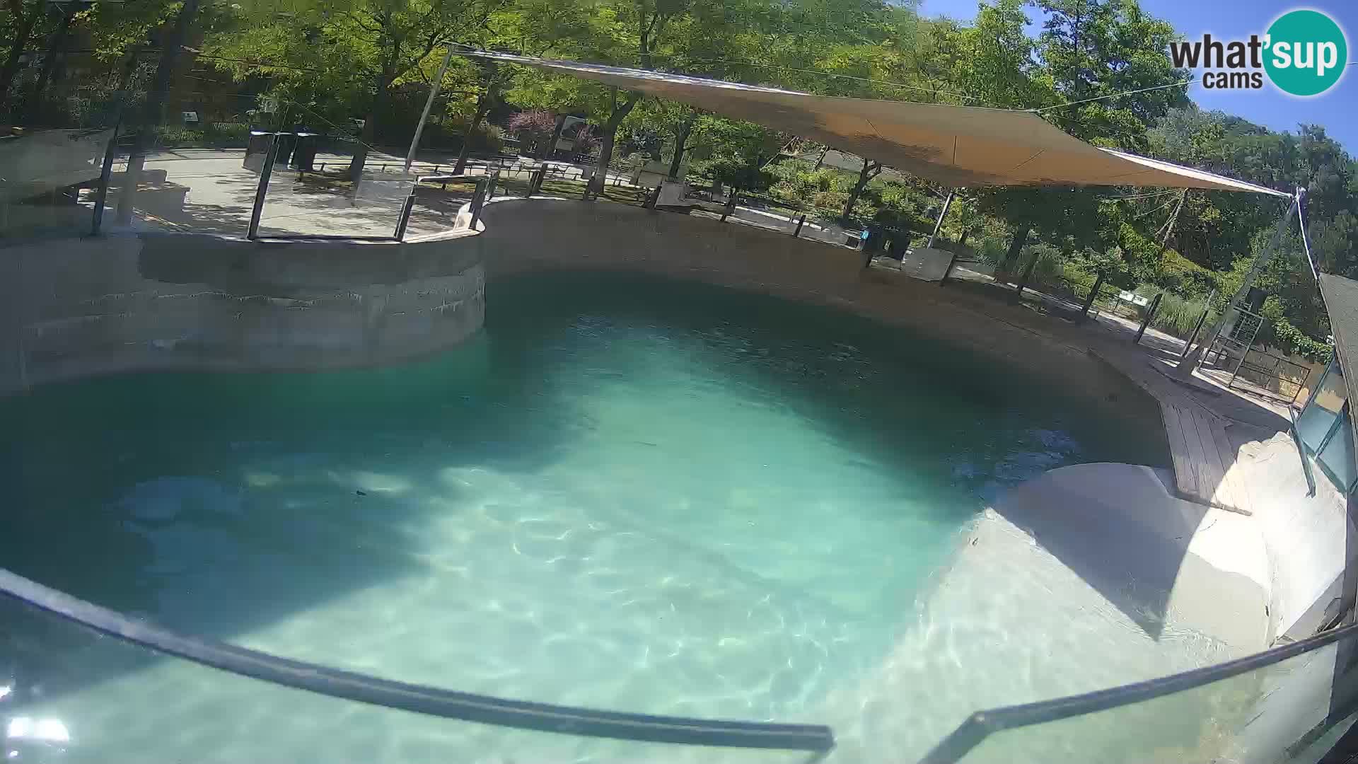 Zoo Zagreb – Kalifornischer Seelöwe