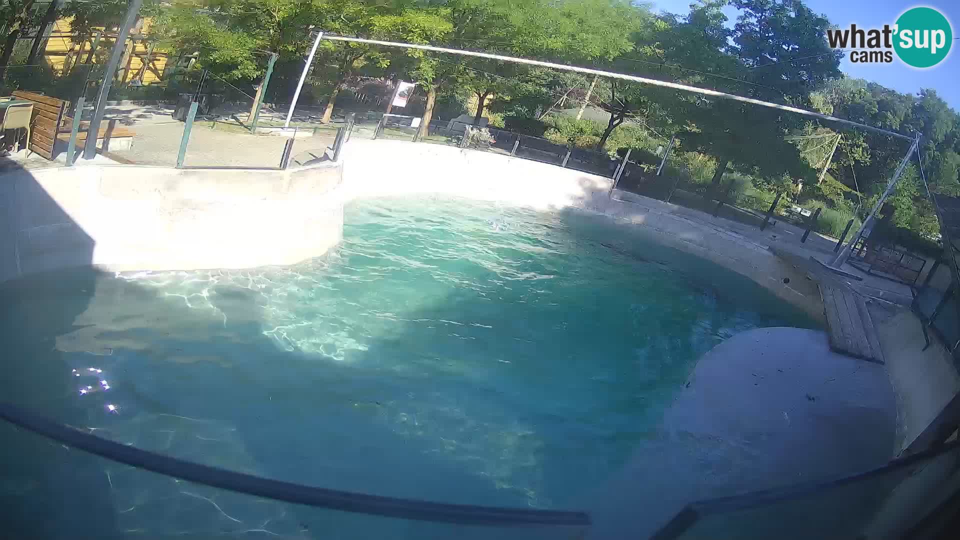 Zoo Zagreb – California Sea Lion