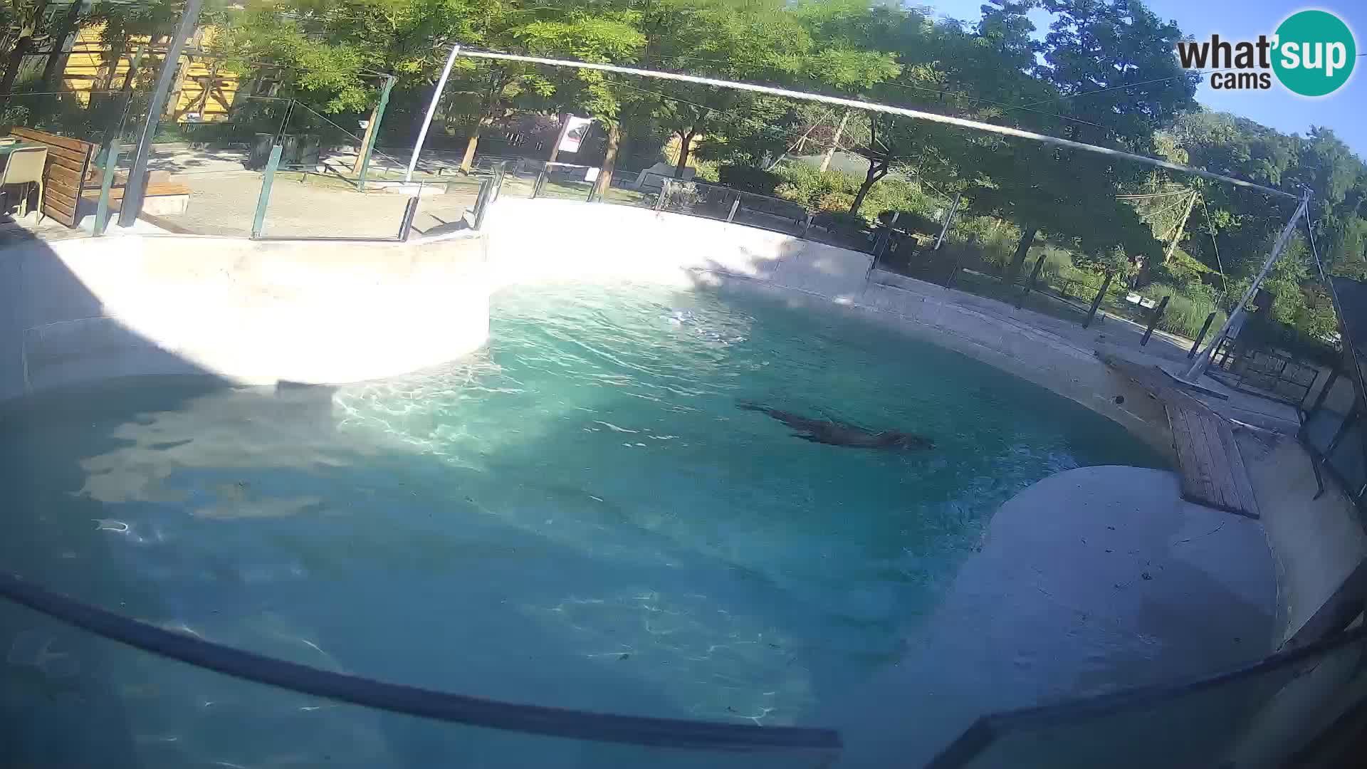 Zoo Zagreb – Otaria della California