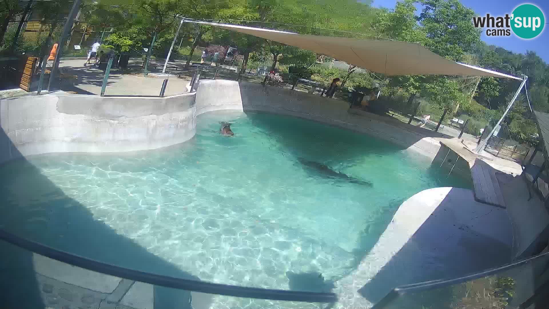 Zoo Zagreb – Otaria della California
