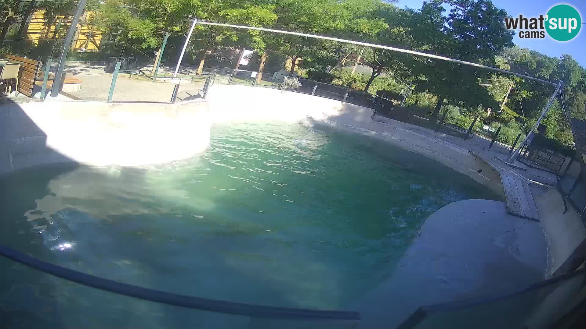 Zoo Zagreb – Kalifornijski morski lav