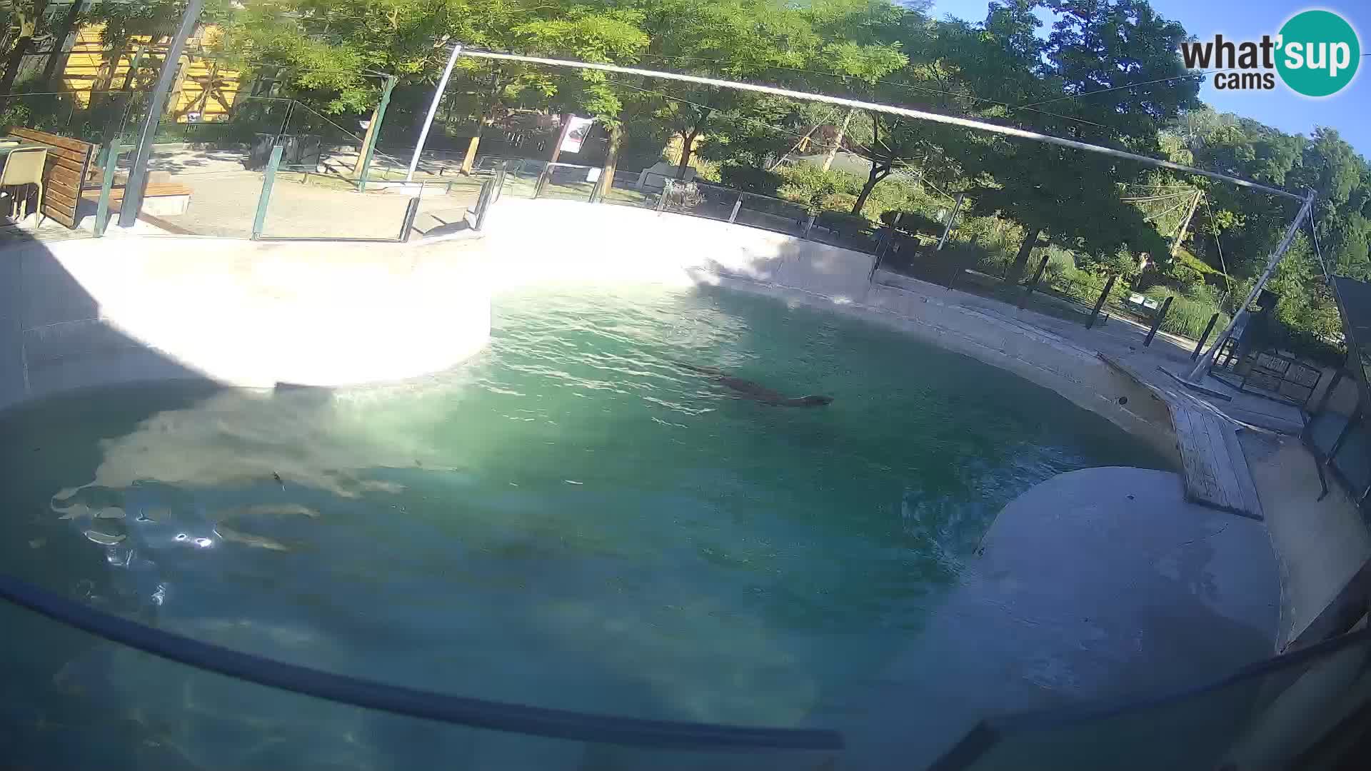 Zoo Zagreb – Kalifornijski morski lav