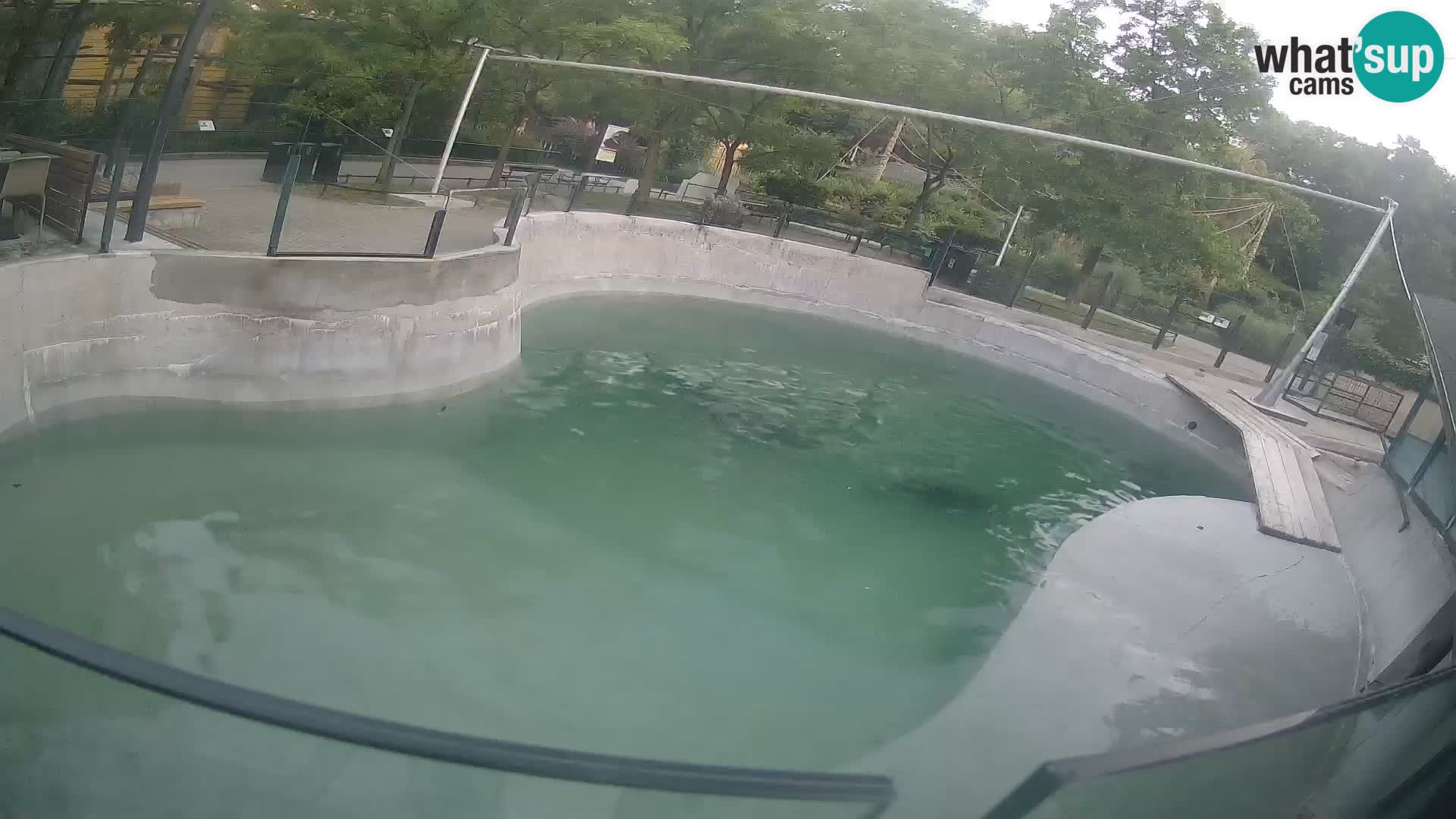 Zoo Zagreb – Kalifornischer Seelöwe