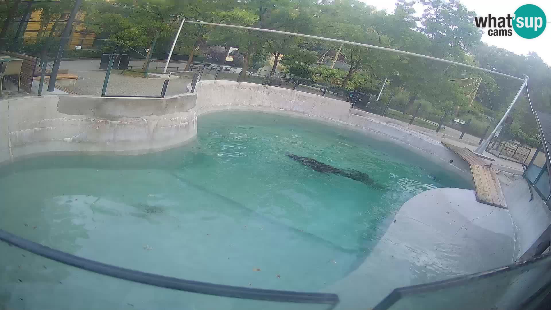 Zoo Zagreb –  León marino de California