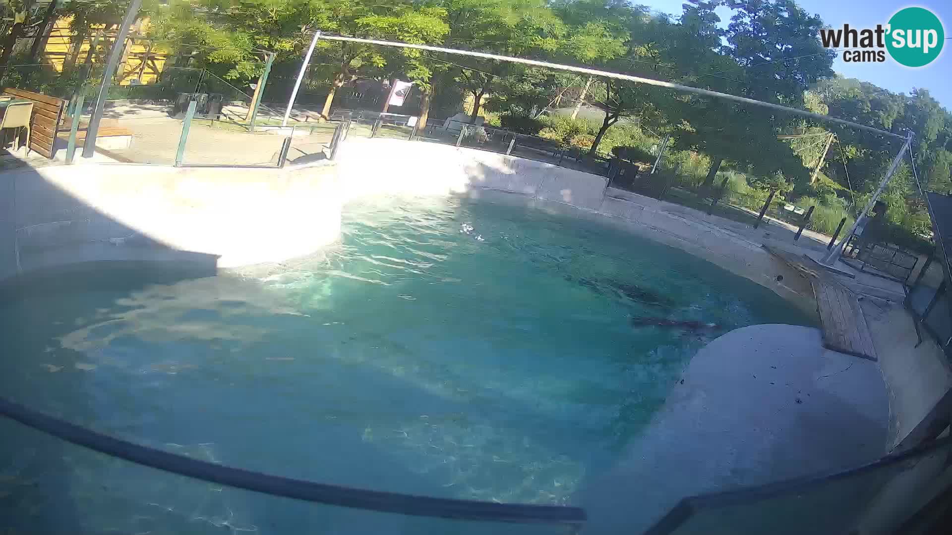 Zoo Zagreb – Kalifornijski morski lav