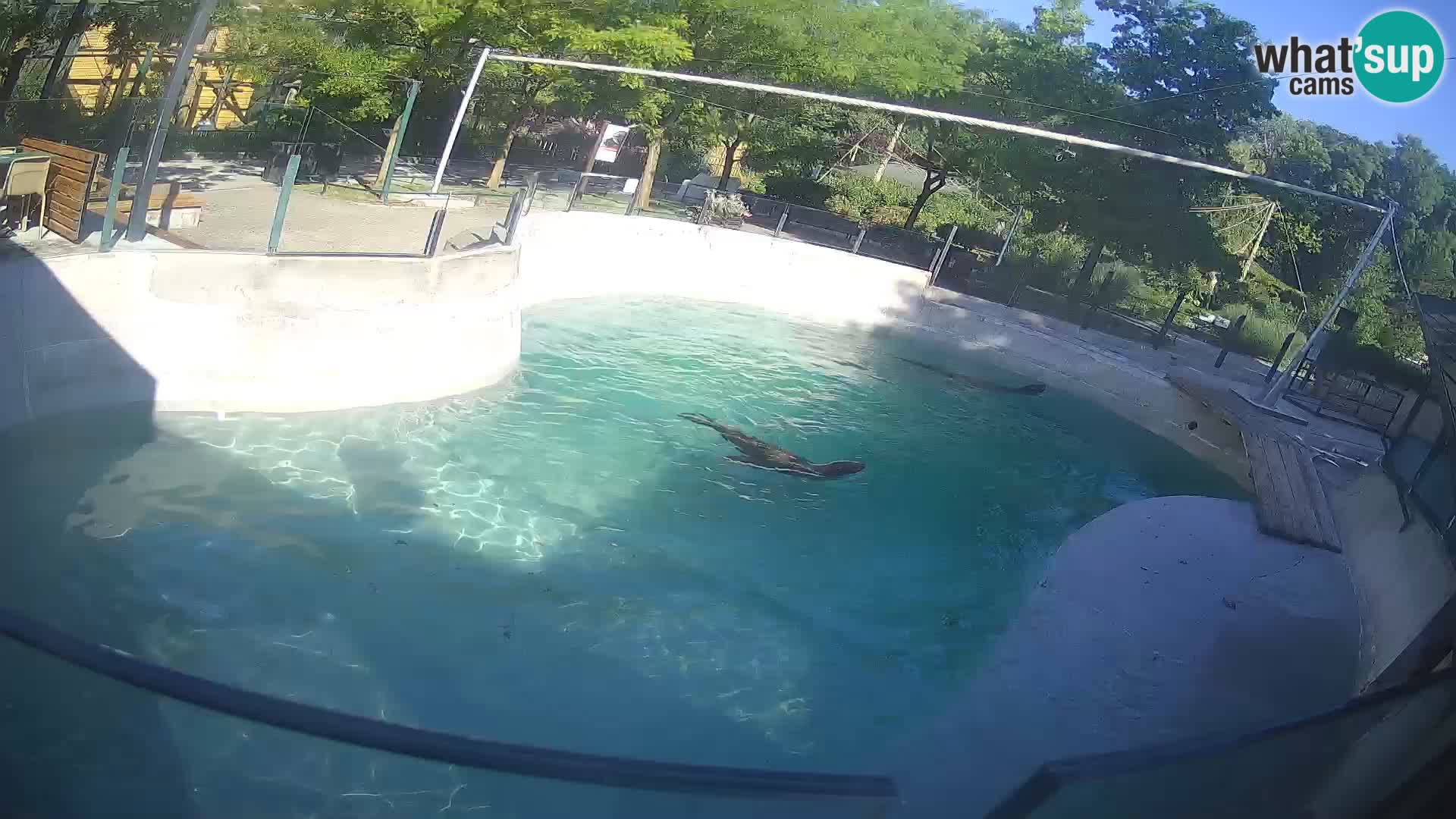 Zoo Zagreb – Kalifornijski morski lav