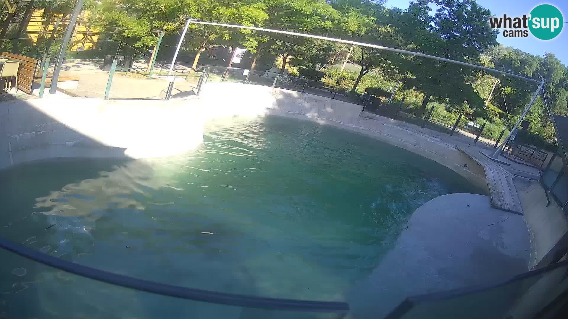 Zoo Zagreb – California Sea Lion