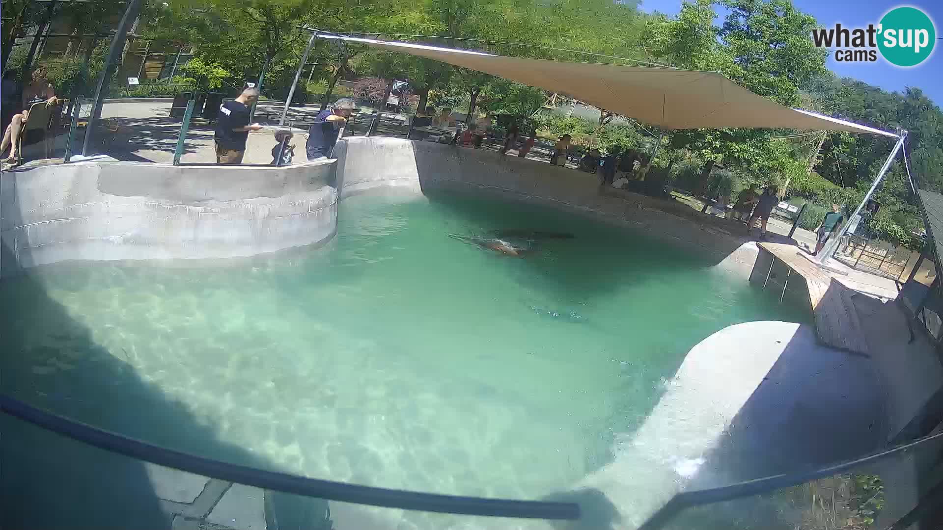 Zoo Zagreb – California Sea Lion