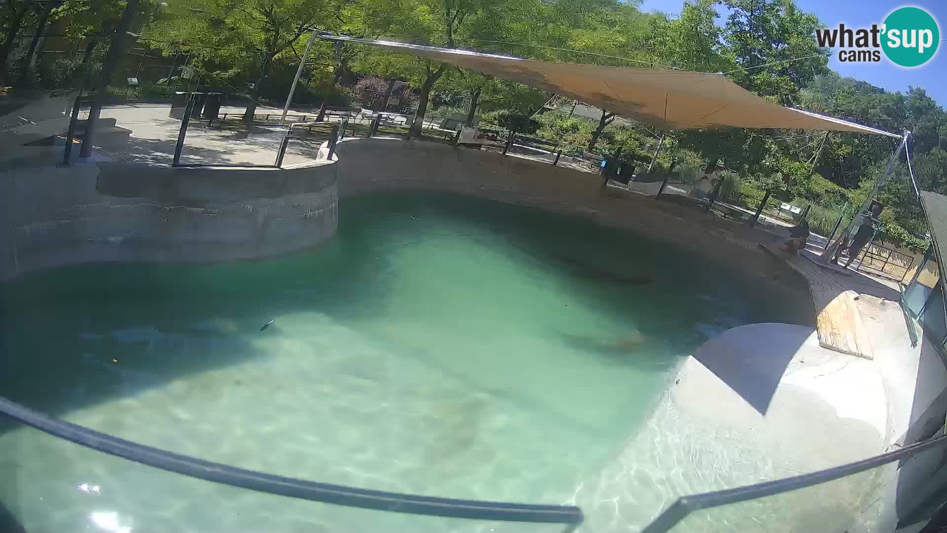 Zoo Zagreb – Kalifornijski morski lav