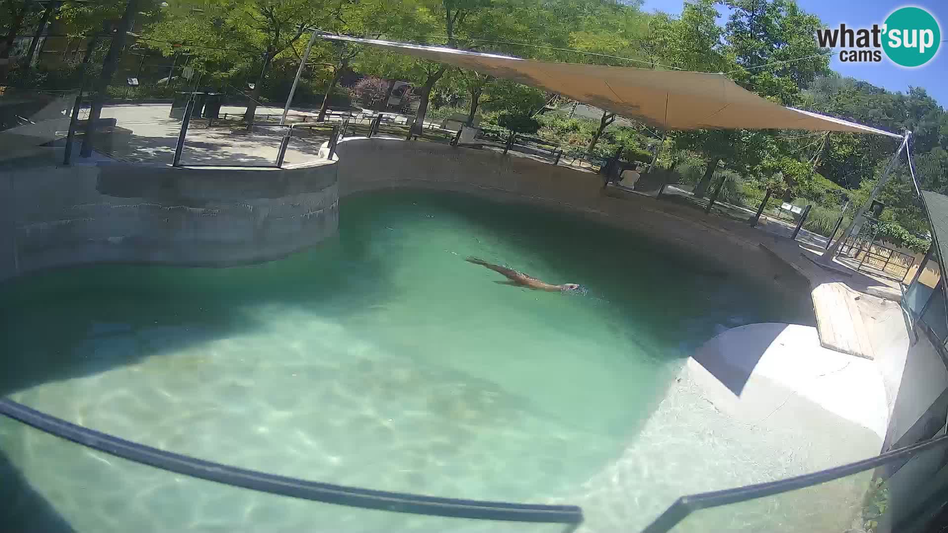 Zoo Zagreb – Kalifornijski morski lev