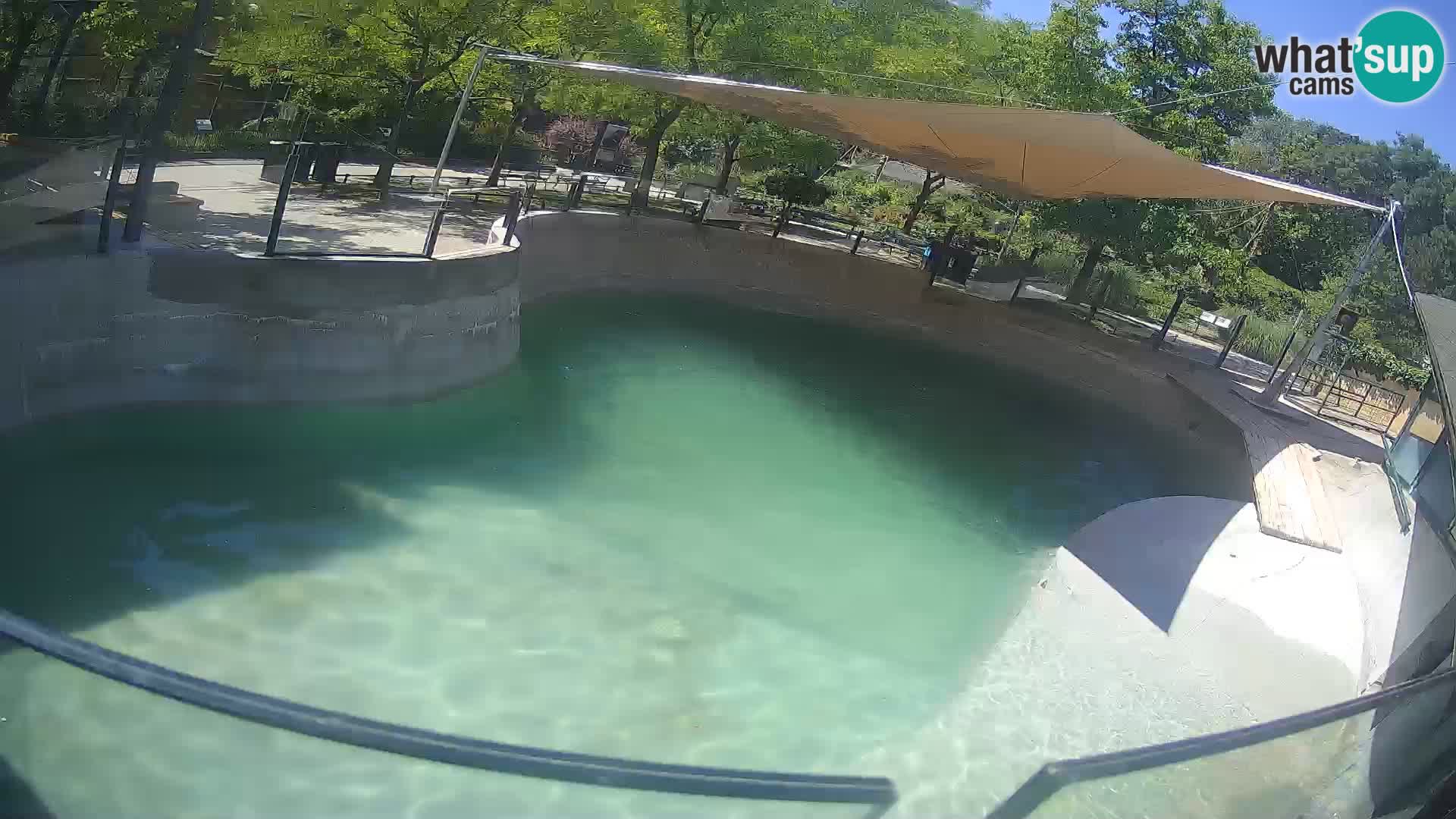 Zoo Zagreb – California Sea Lion