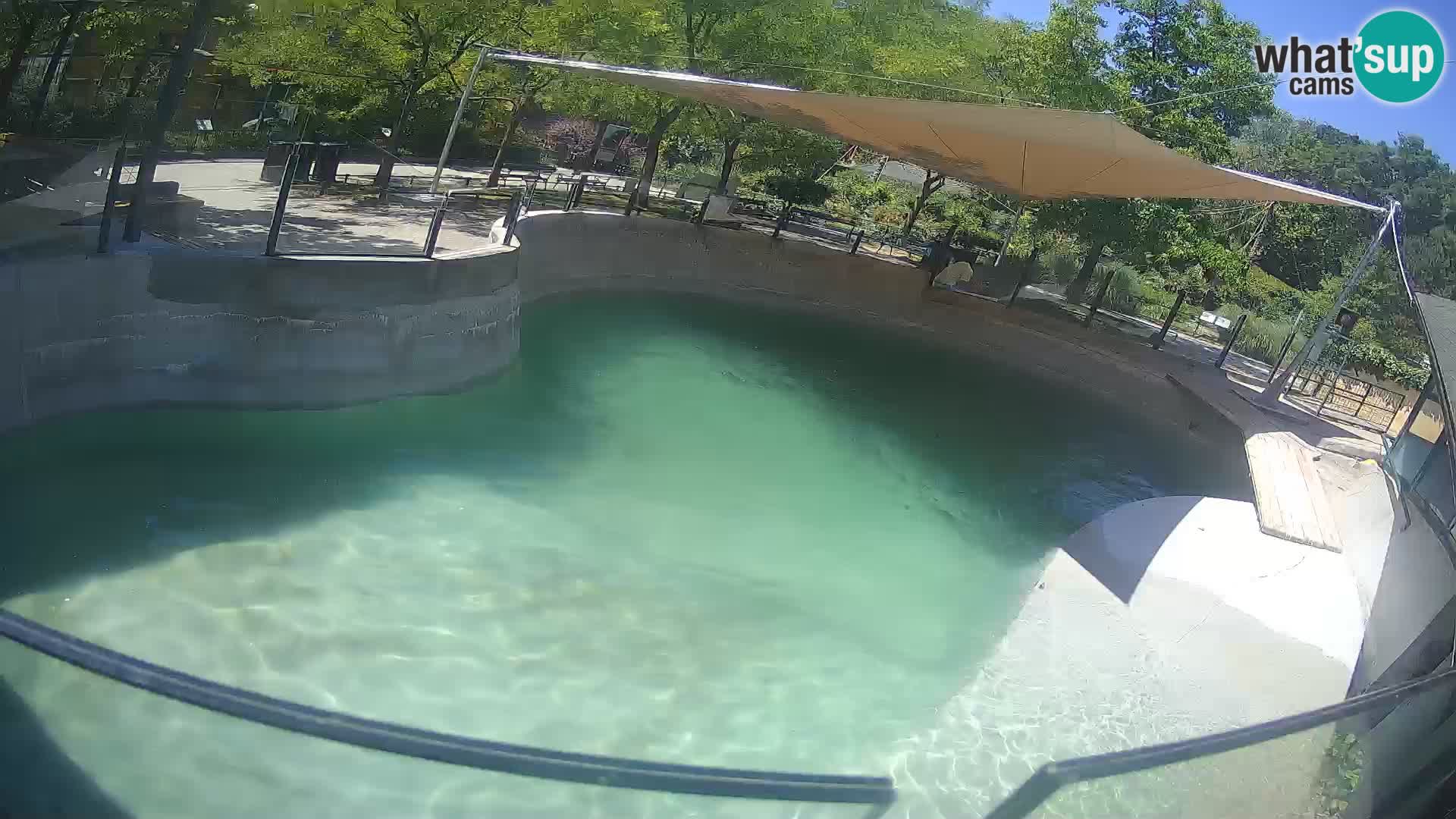 Zoo Zagreb – California Sea Lion