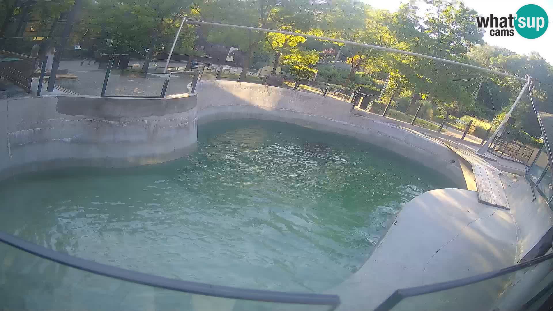Zoo Zagreb –  León marino de California