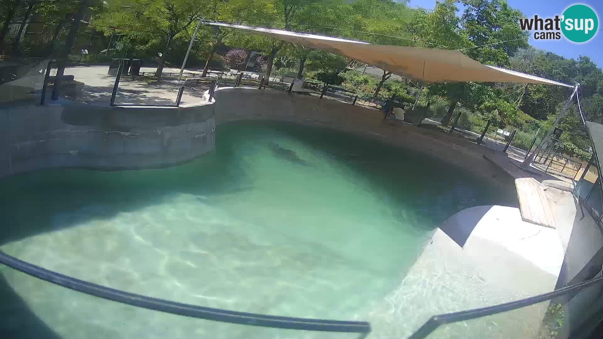 Zoo Zagreb –  León marino de California
