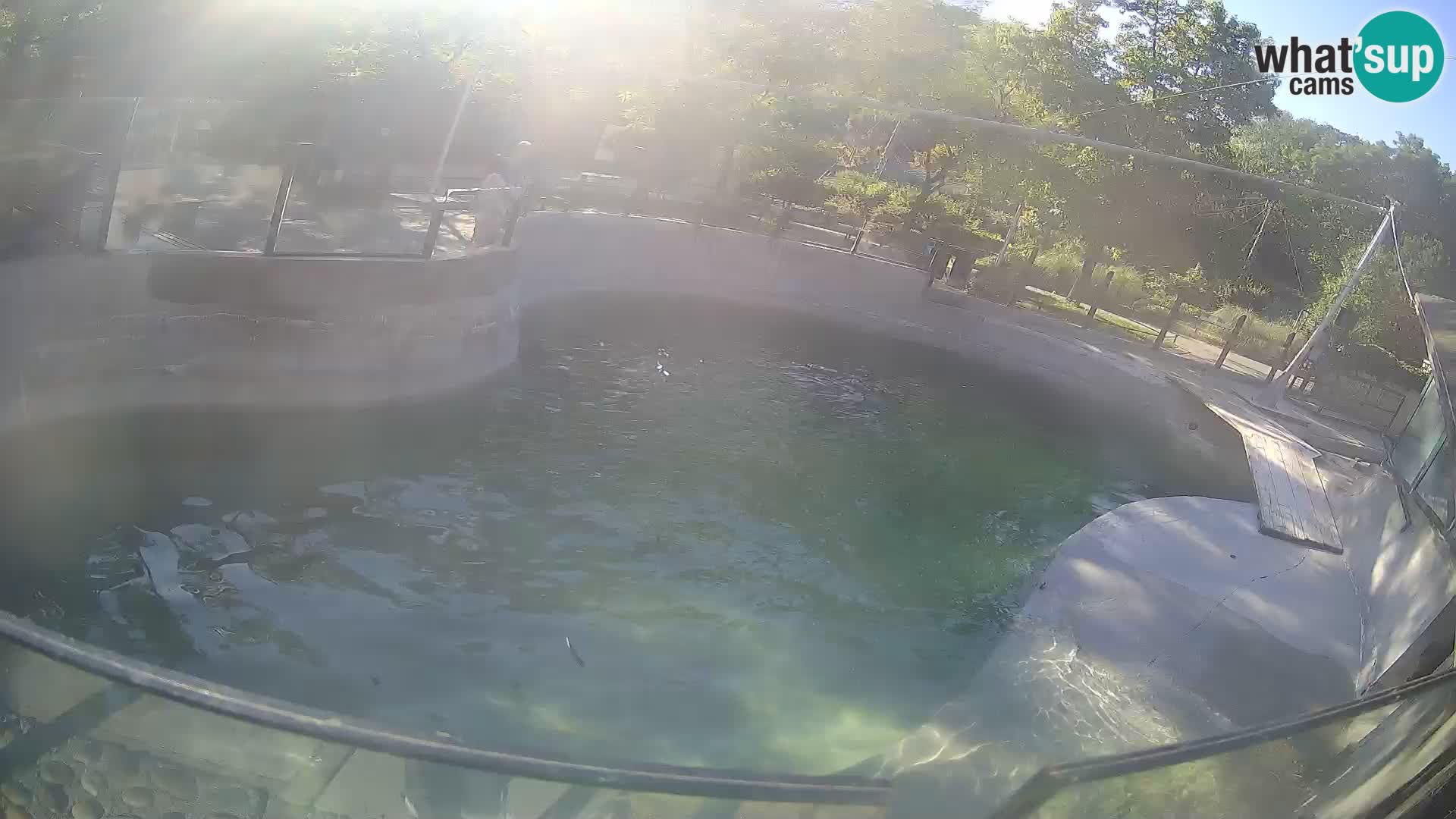 Zoo Zagreb – Kalifornijski morski lav