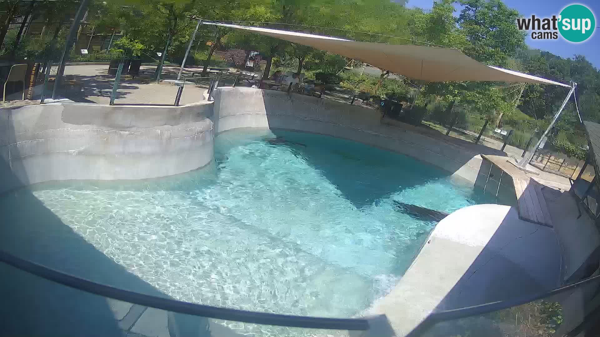 Zoo Zagreb – California Sea Lion