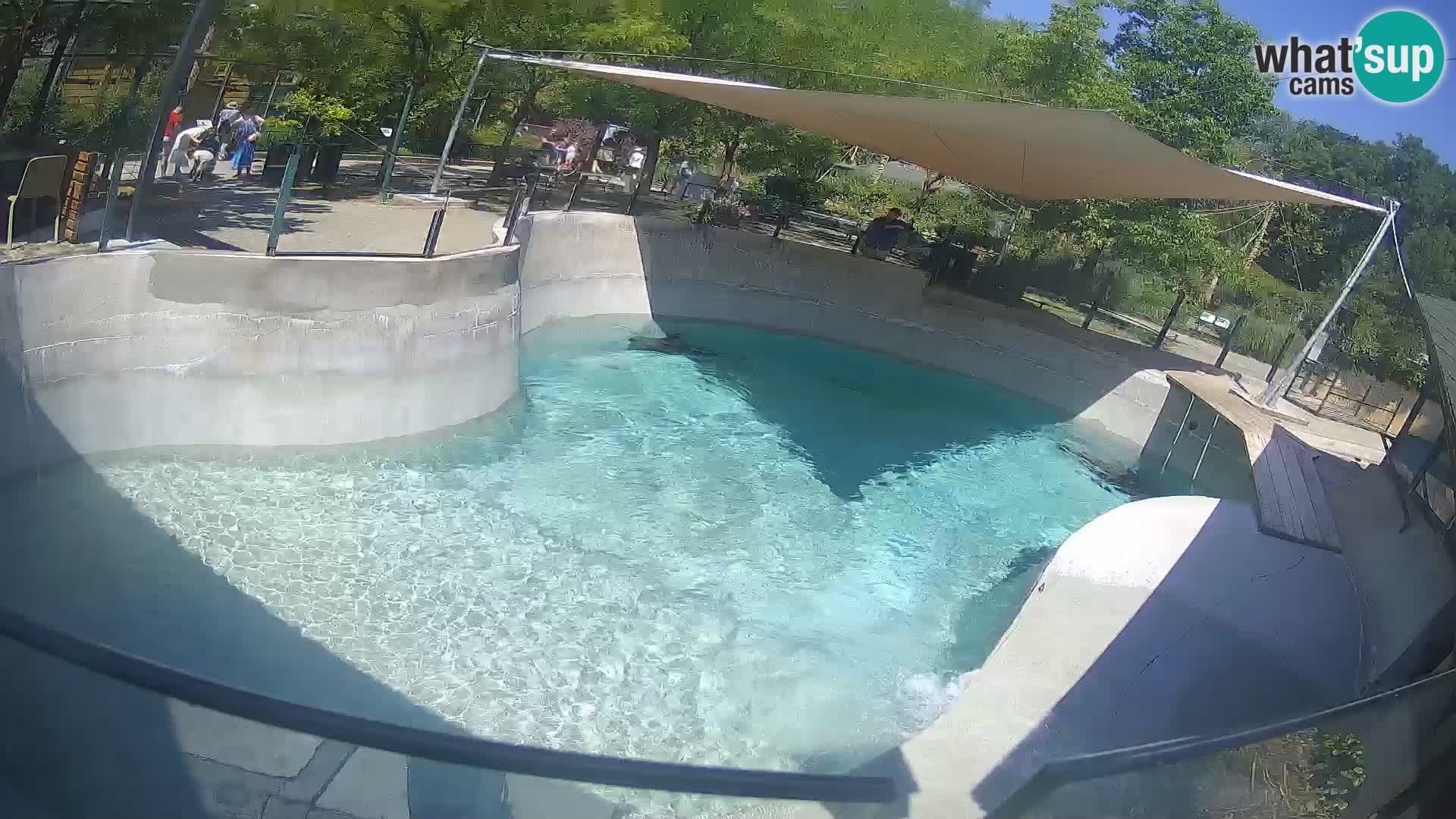 Zoo Zagreb – California Sea Lion