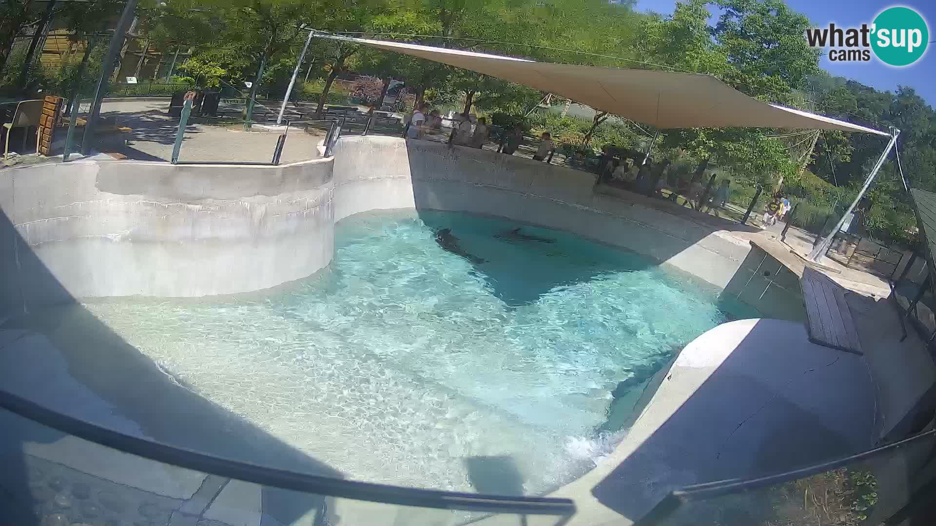 Zoo Zagreb – California Sea Lion