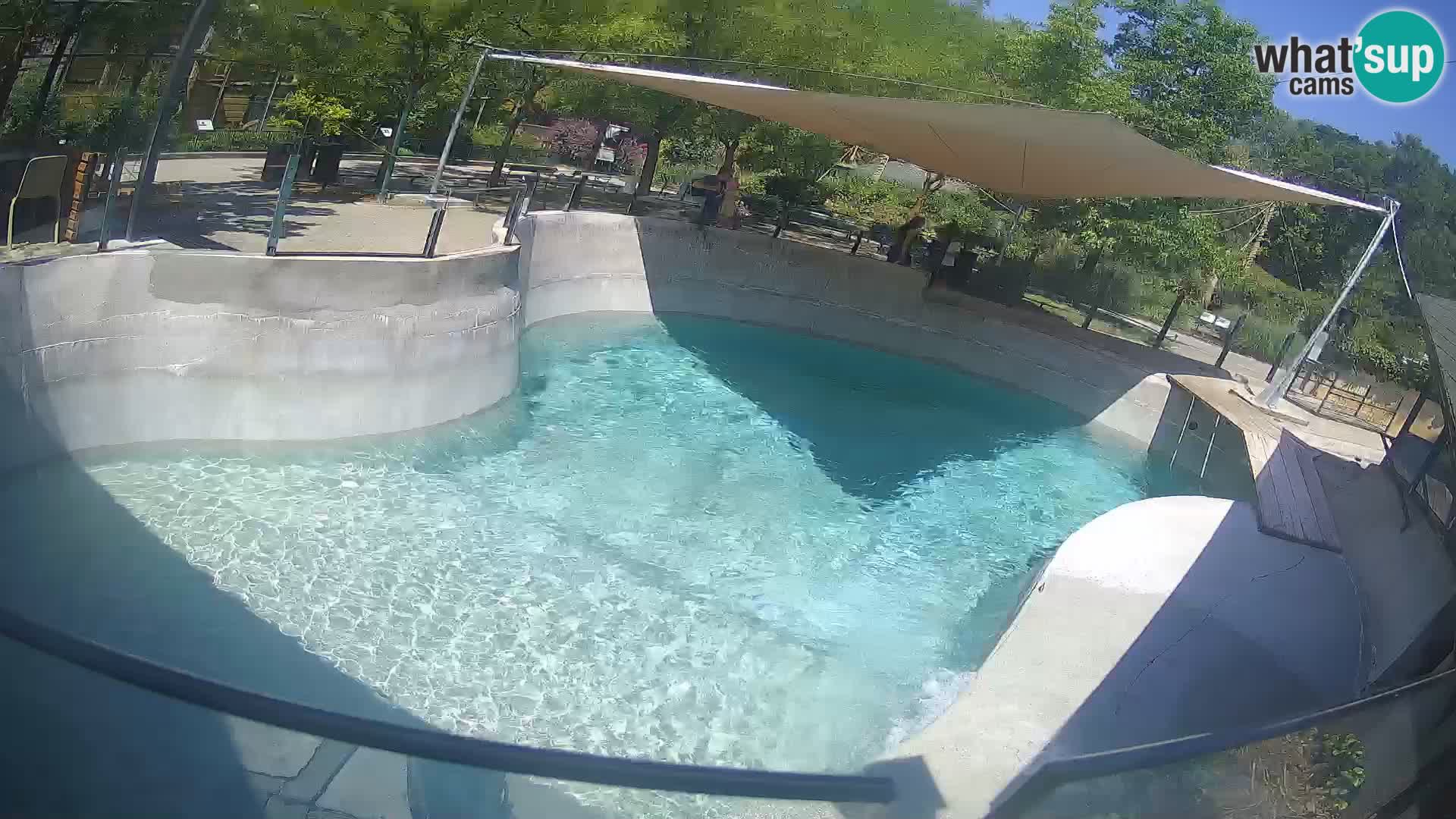 Zoo Zagreb – California Sea Lion