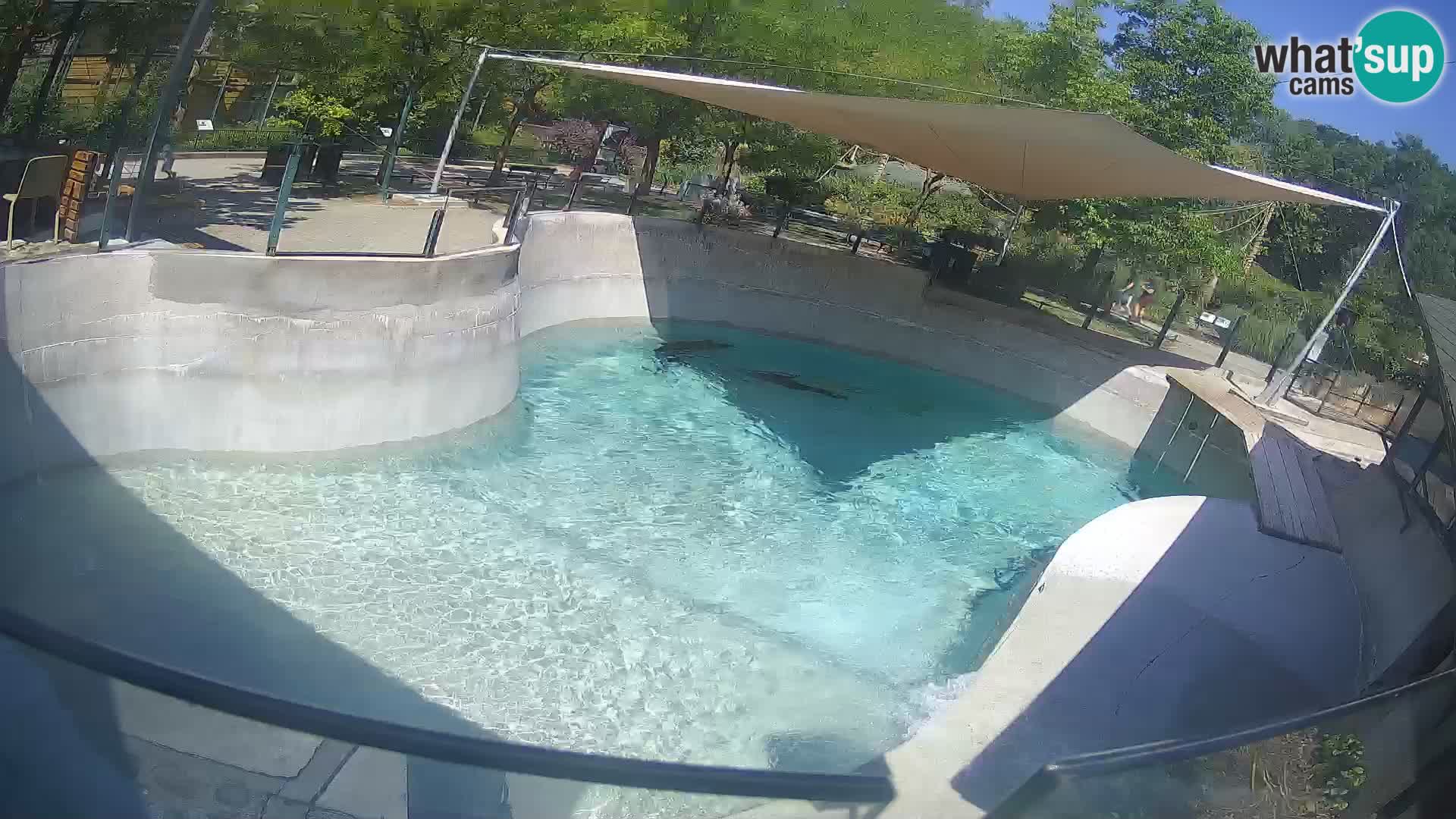 Zoo Zagreb – Otaria della California