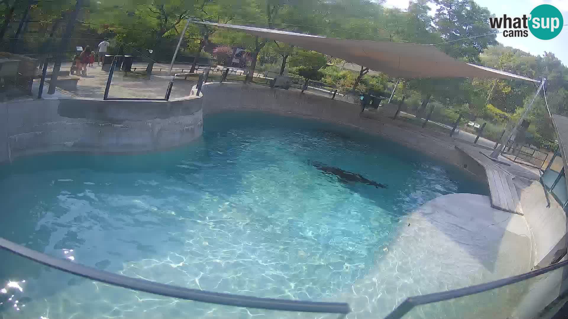 Zoo Zagreb –  León marino de California