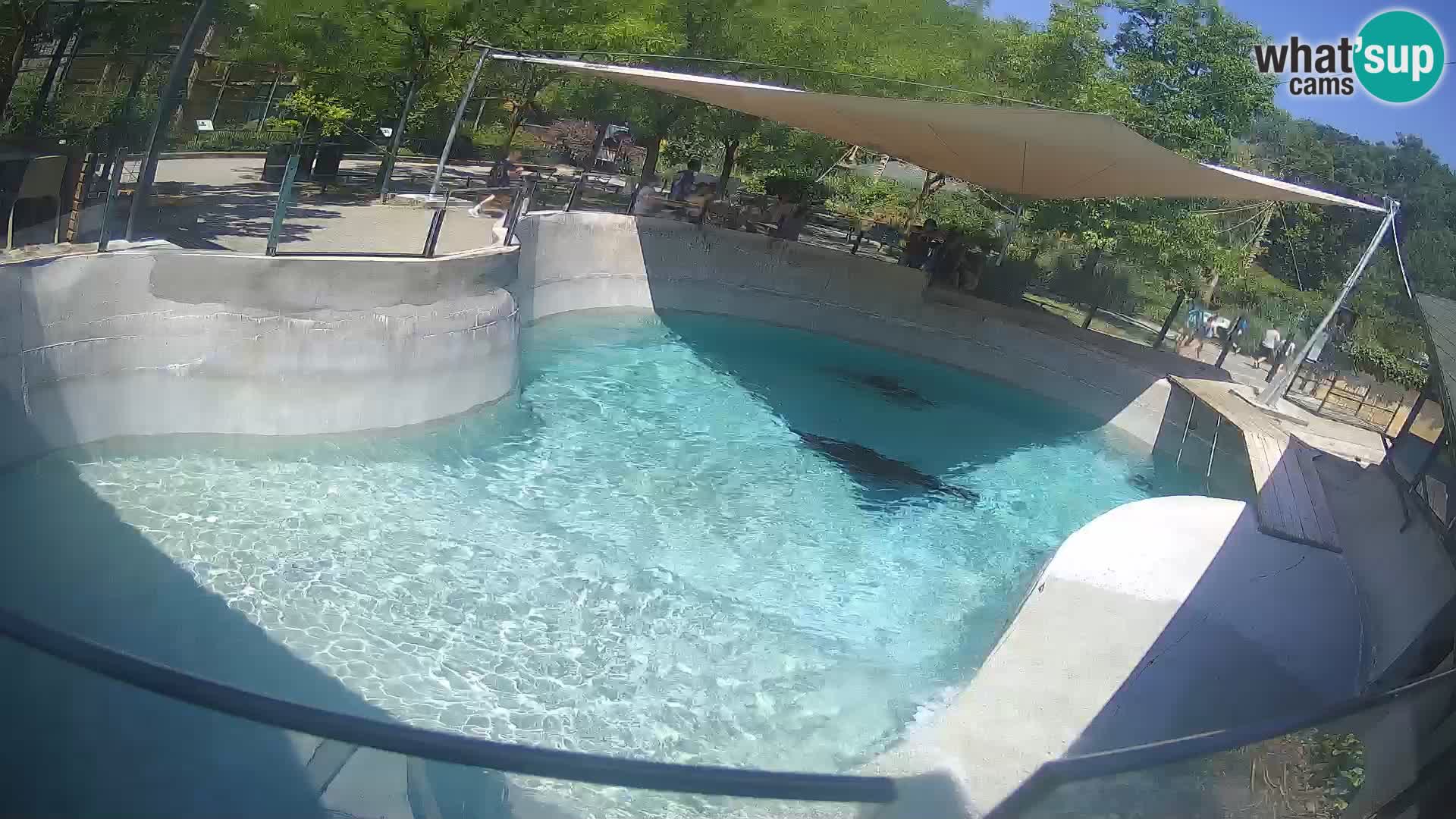 Zoo Zagreb – California Sea Lion