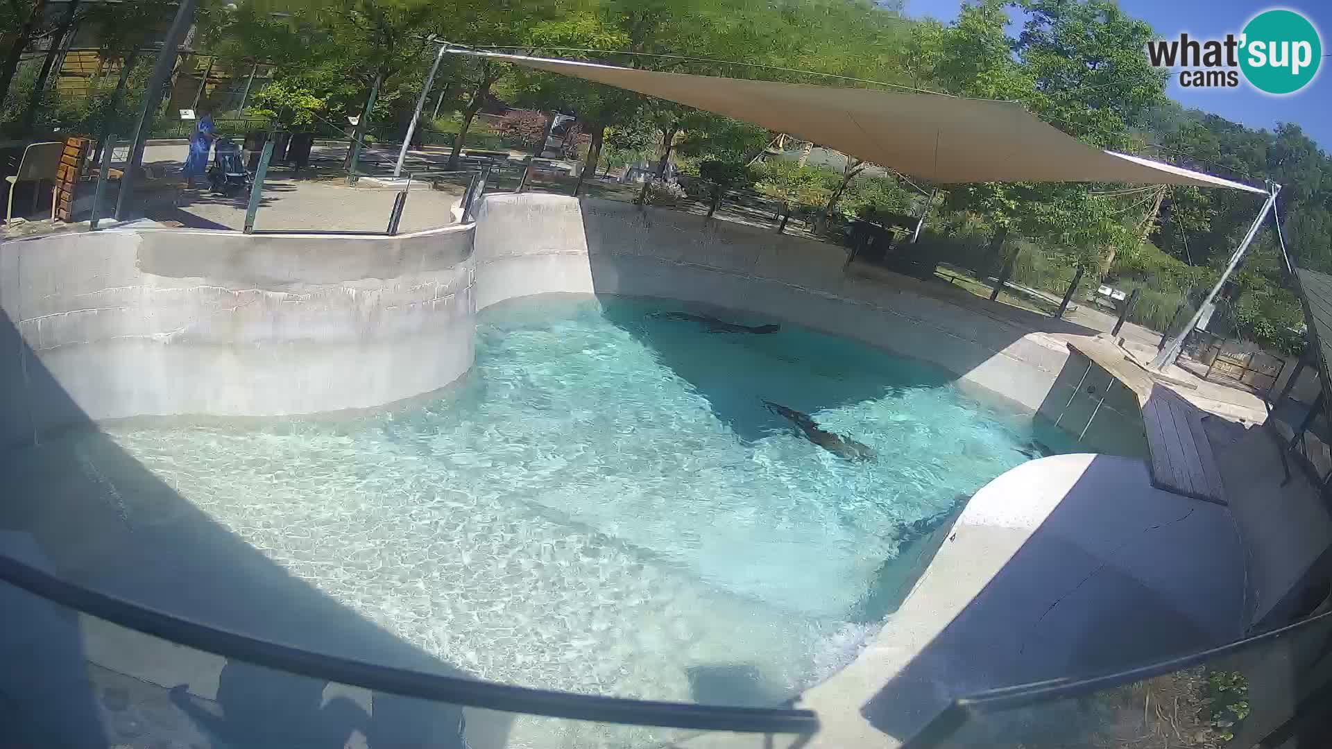 Zoo Zagreb – Otarie de Californie