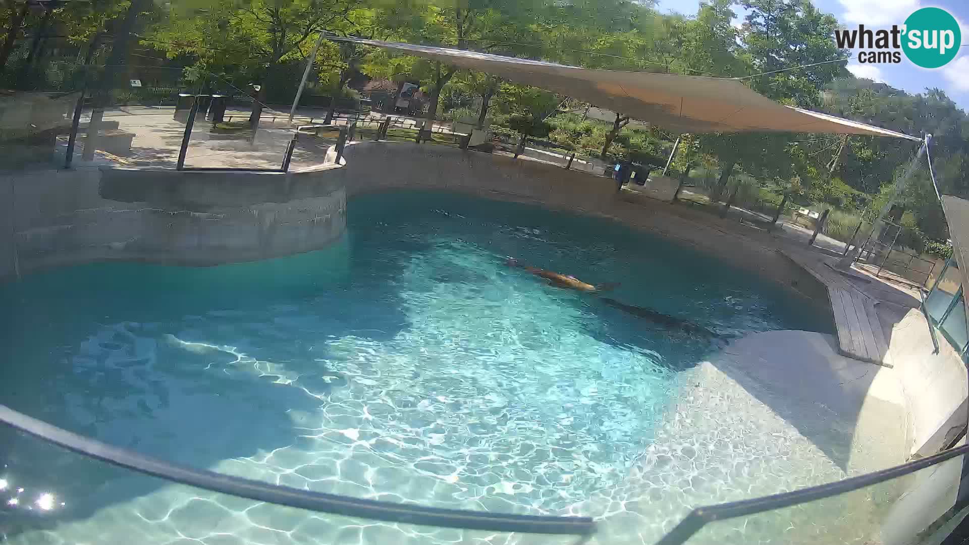Zoo Zagreb – Otaria della California