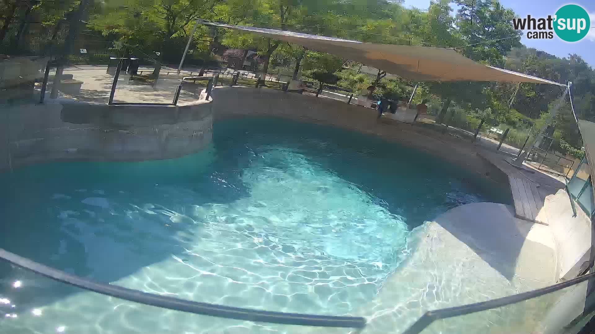 Zoo Zagreb – Kalifornijski morski lav