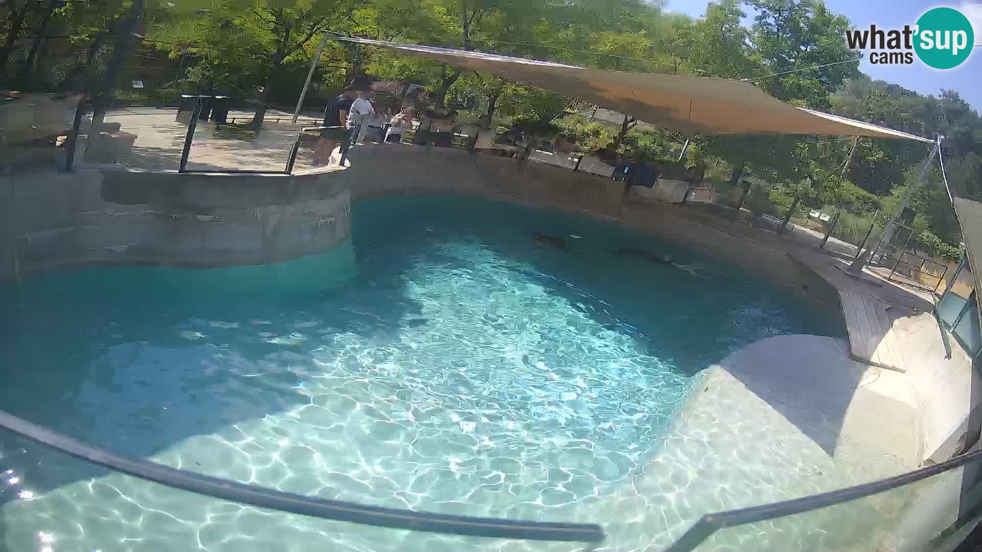 Zoo Zagreb – Kalifornijski morski lav