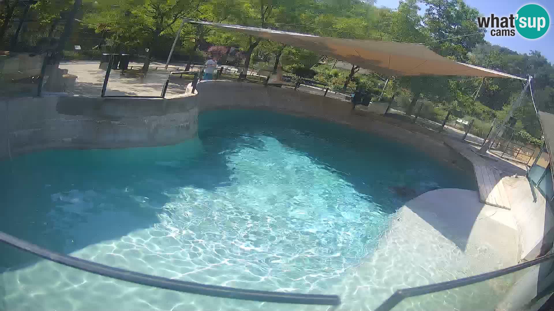 Zoo Zagreb – California Sea Lion