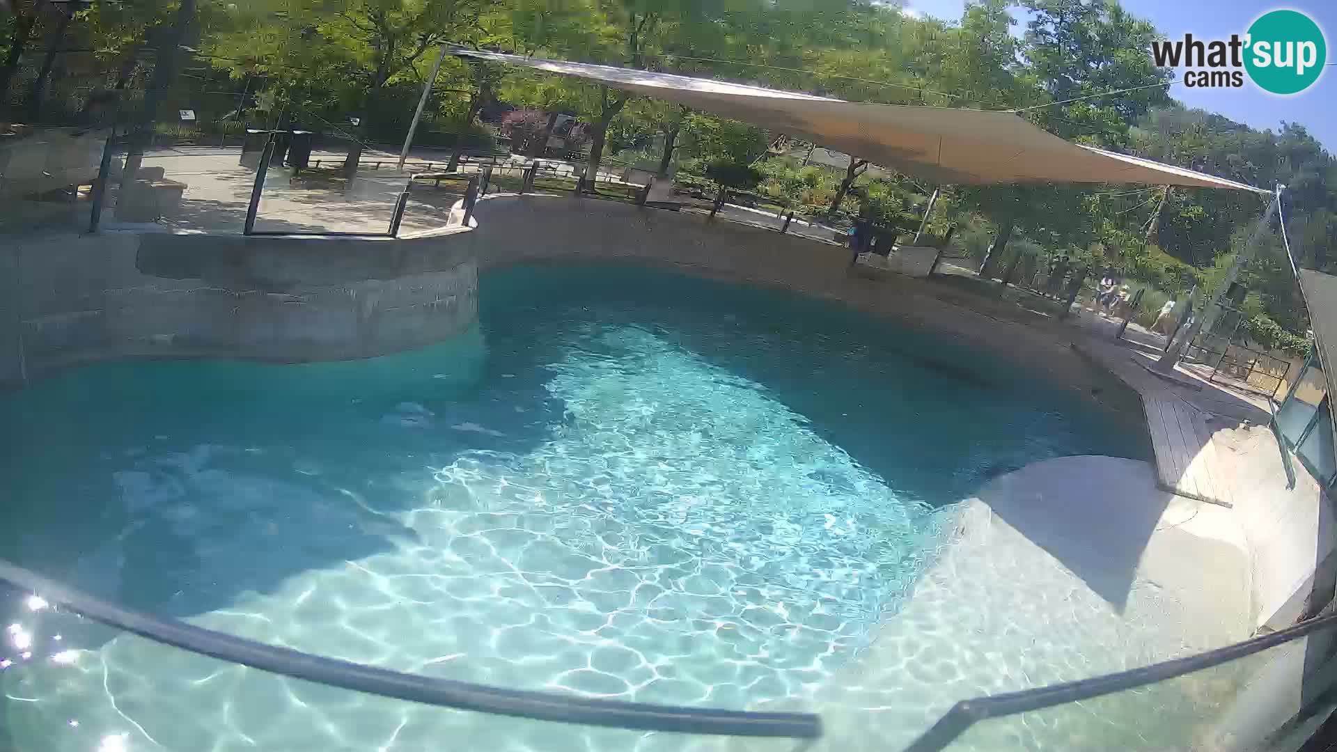 Zoo Zagreb – Kalifornijski morski lev