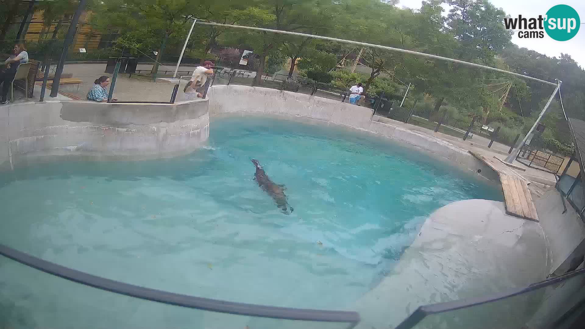Zoo Zagreb – California Sea Lion