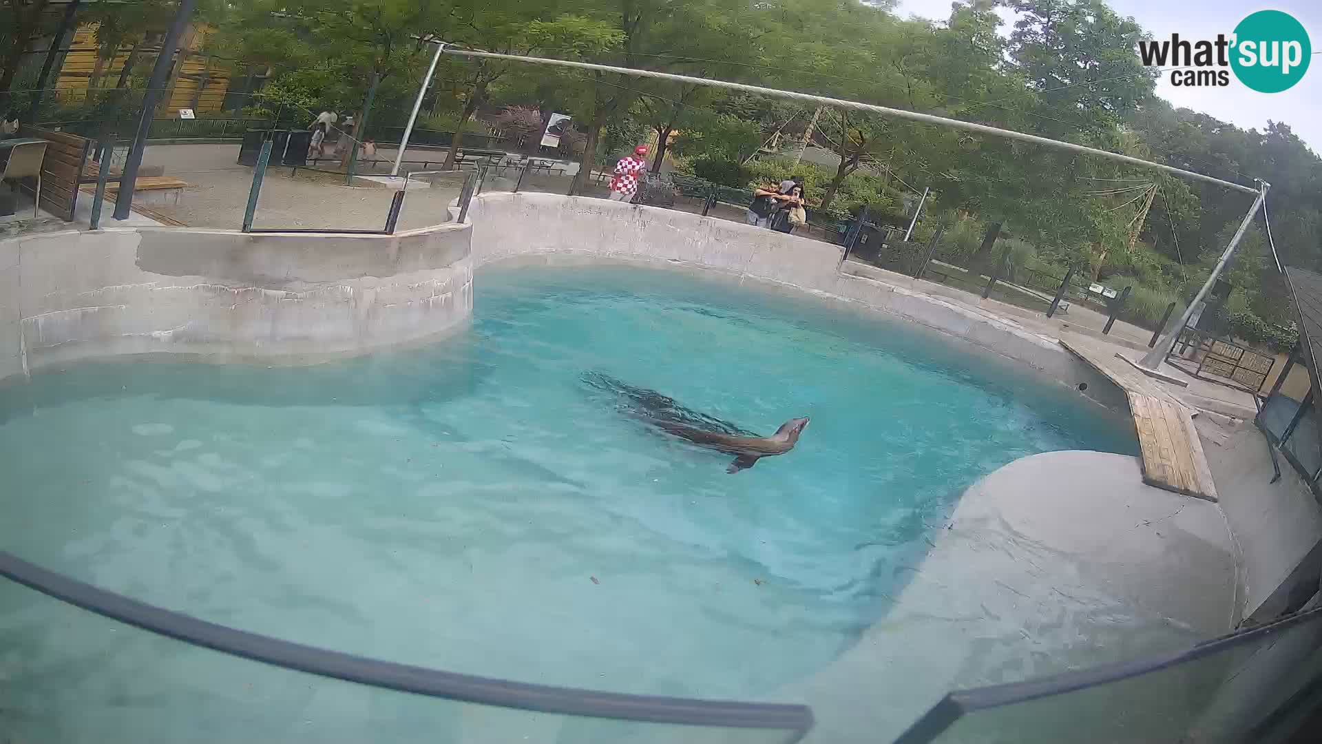 Zoo Zagreb – California Sea Lion